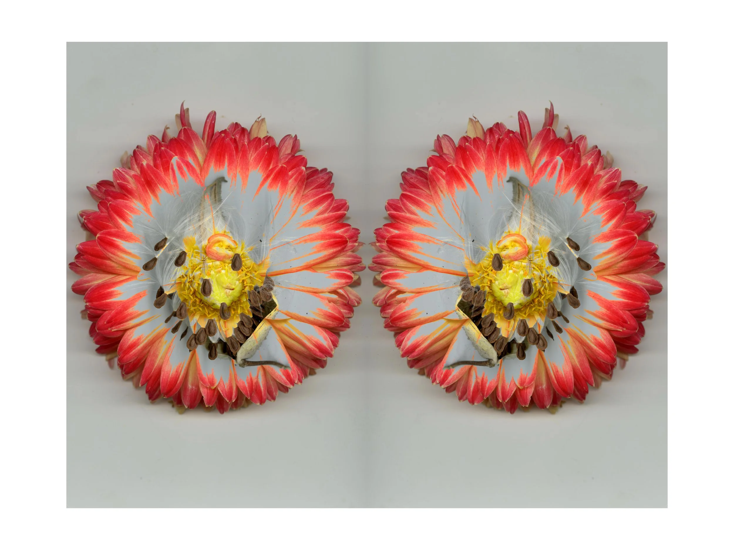 Roasebugbloomtah_1_682_Mirrored_2_.jpg
