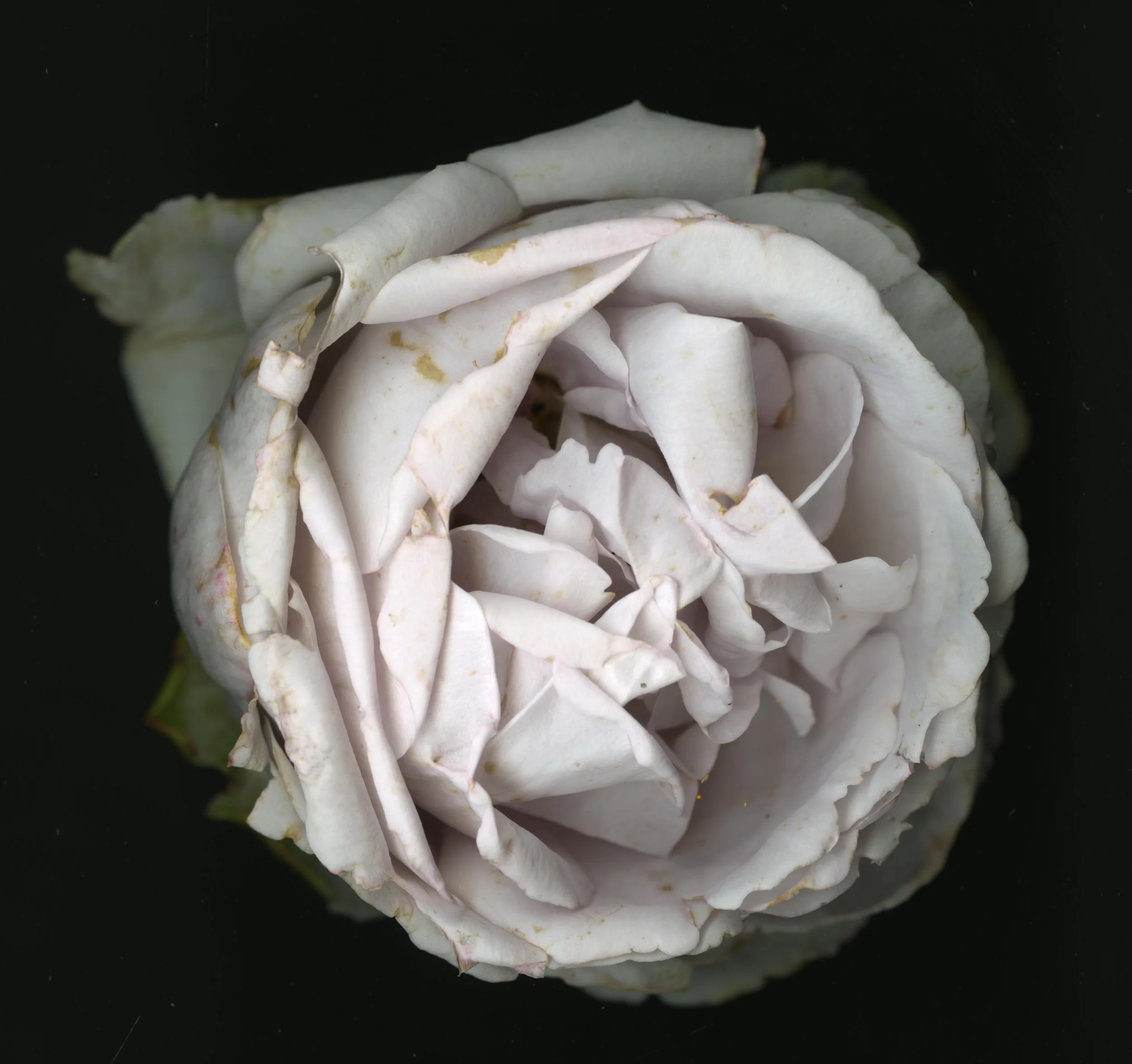 WhiteTanRoseBloomtah_1_359.jpg