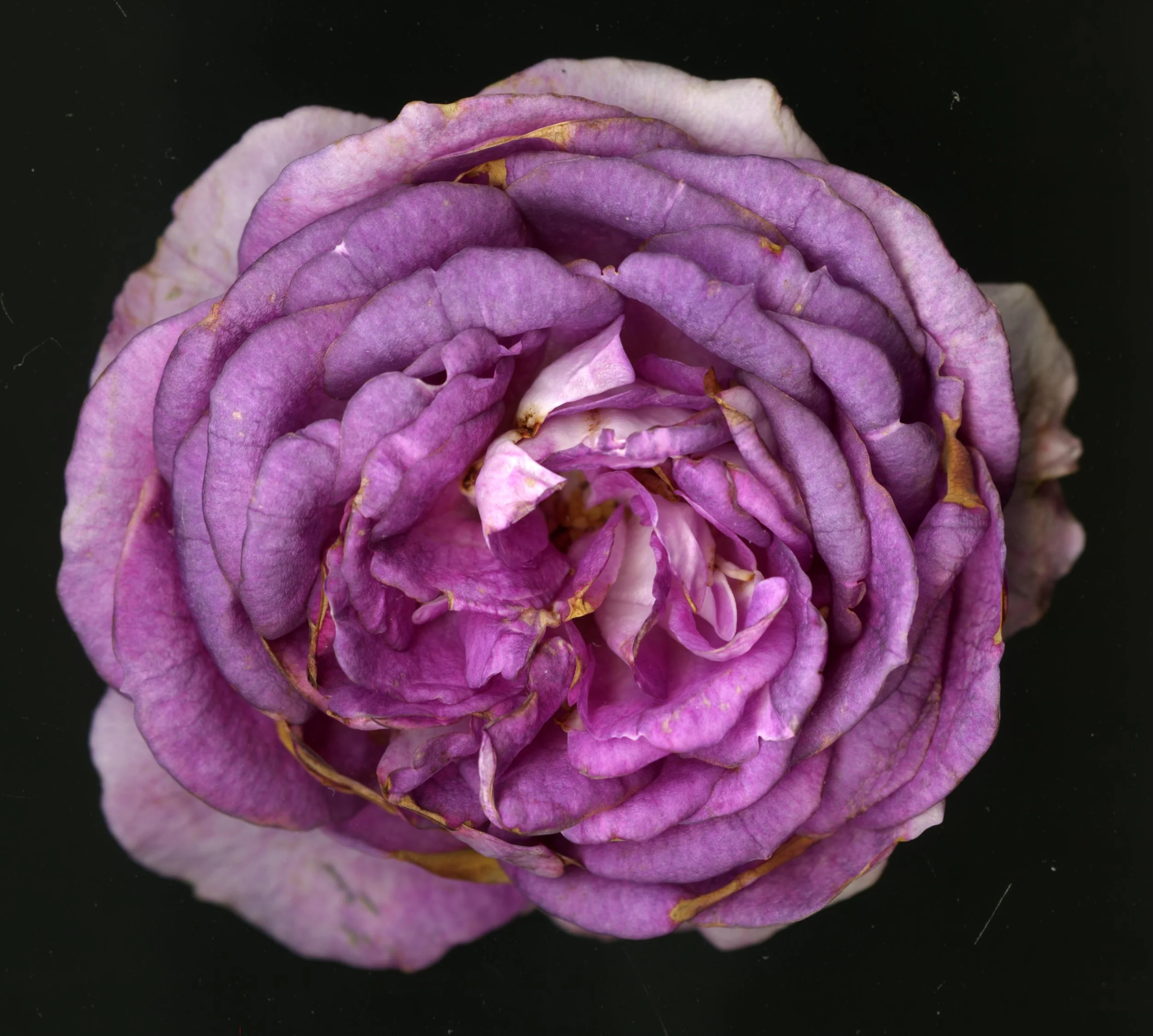 WhiteTanRoseBloomtah_1_407.jpg