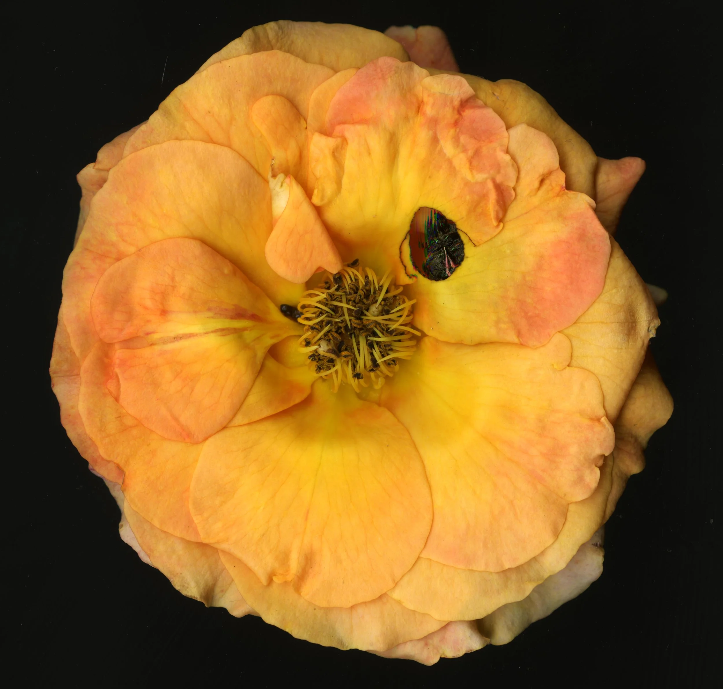 OrangeBloomera_1_387.jpg