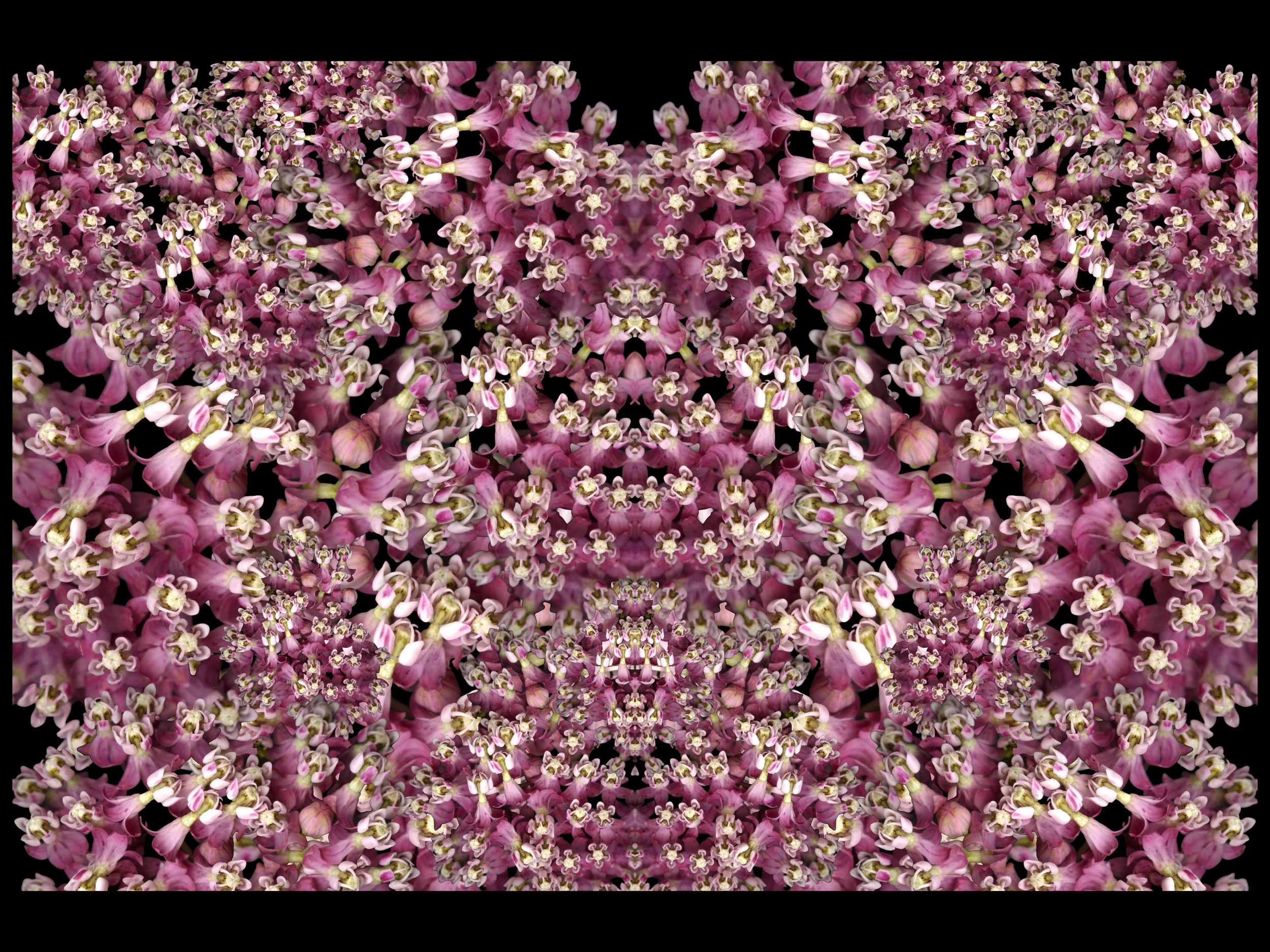 PinkMilkWeed_1_469_Arranged_1__Mirrored_.jpg
