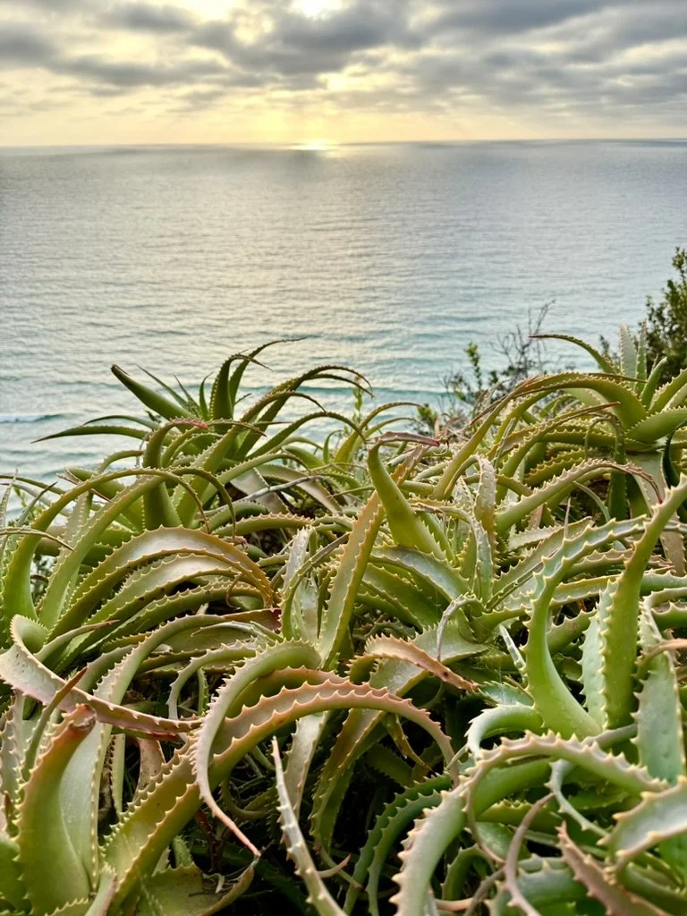 D8764AD7-C3A8-4907-B2E1-BCD6CA2A0FA4_1_105_c.jpeg