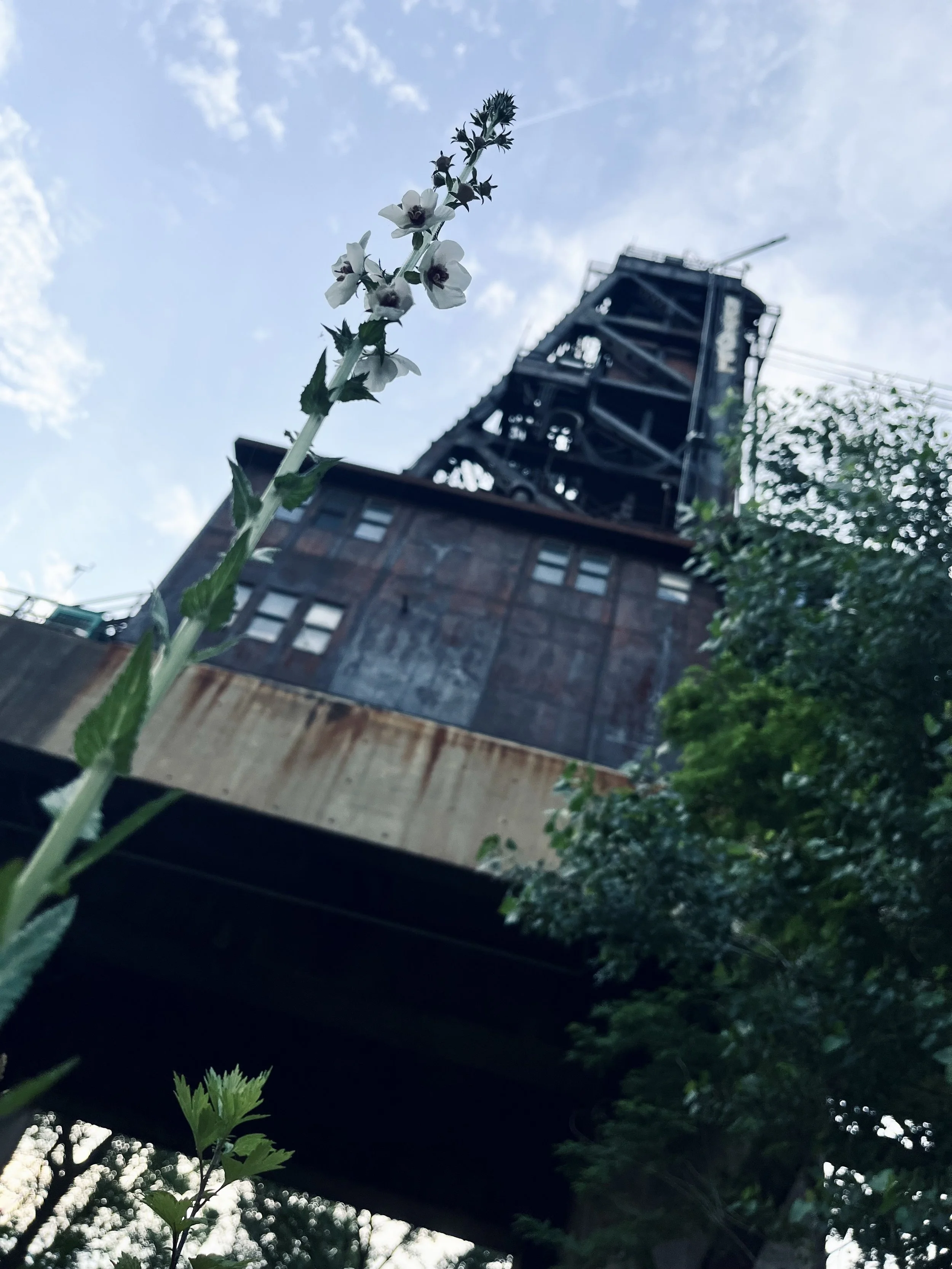 IMG_4735.jpeg