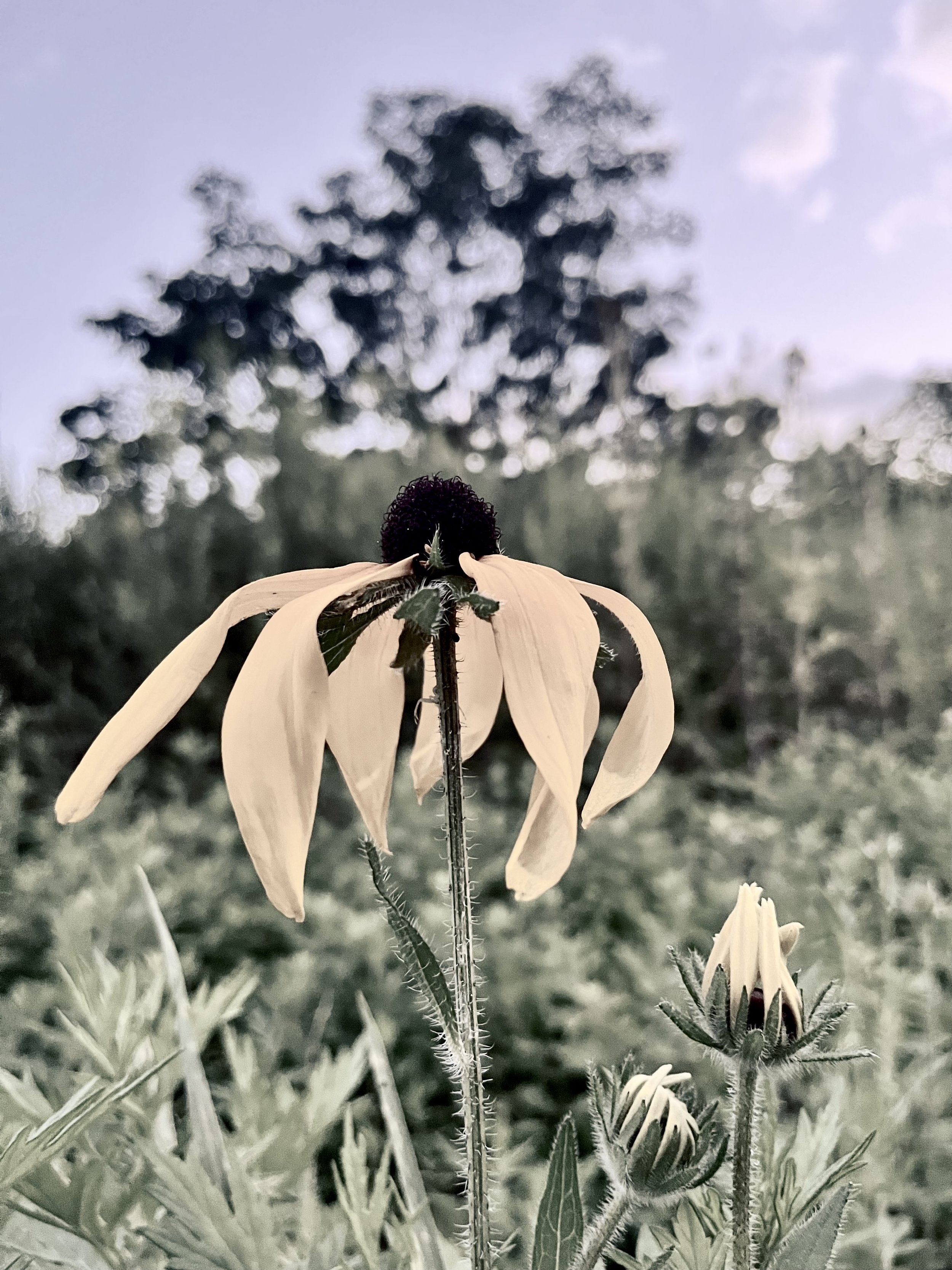 IMG_6770.jpeg