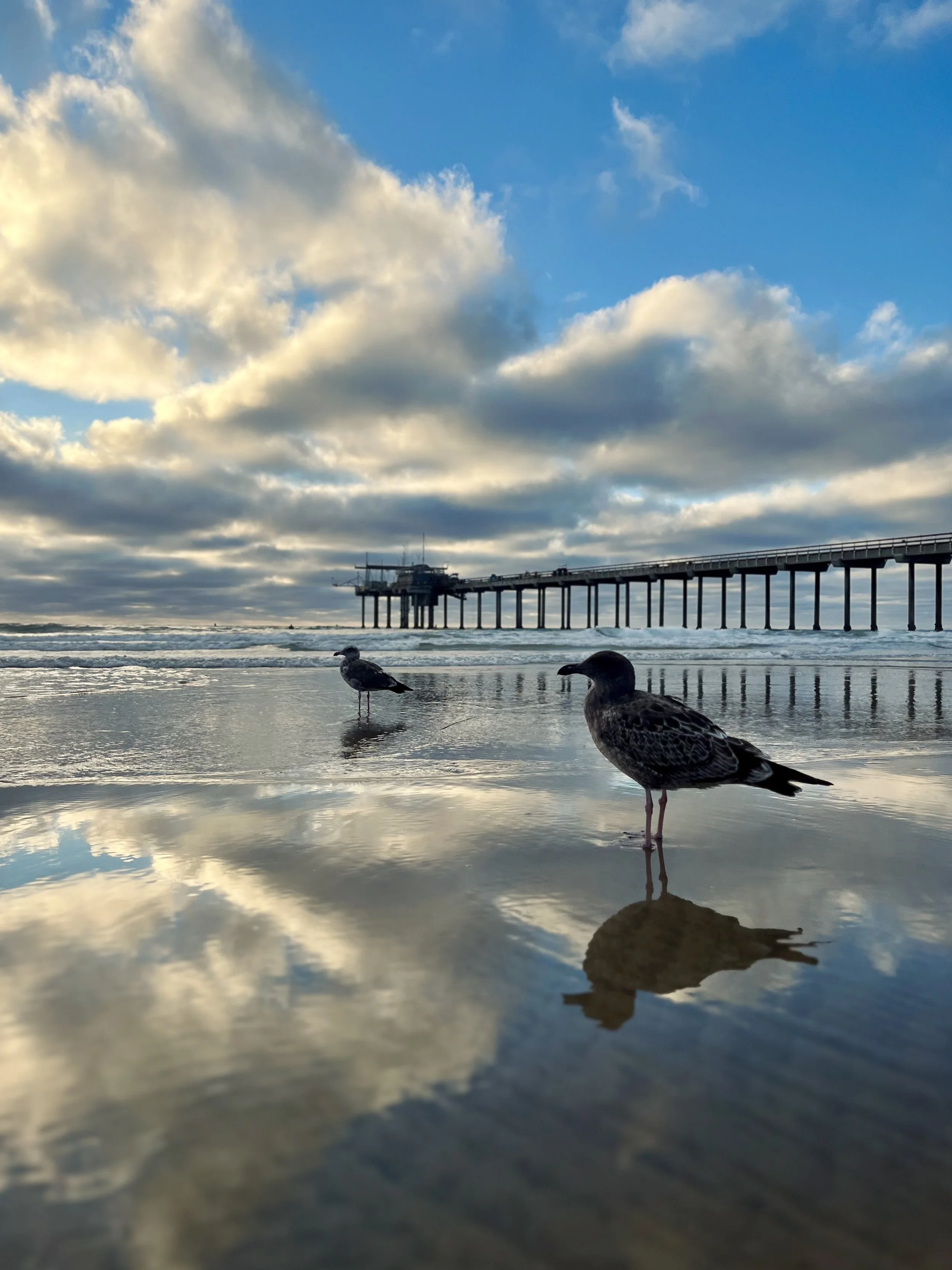 Seagulls standing on wet sand at the beach with a pier in the background, and clouds in the sky reflected on the water.