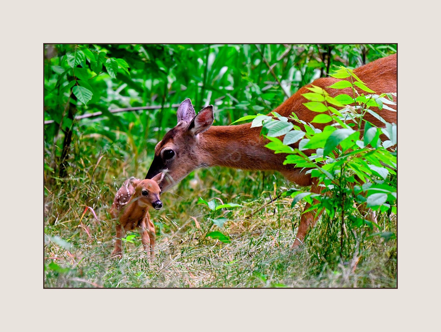 01._Fawn_&_Ma_WEBSITE.jpg