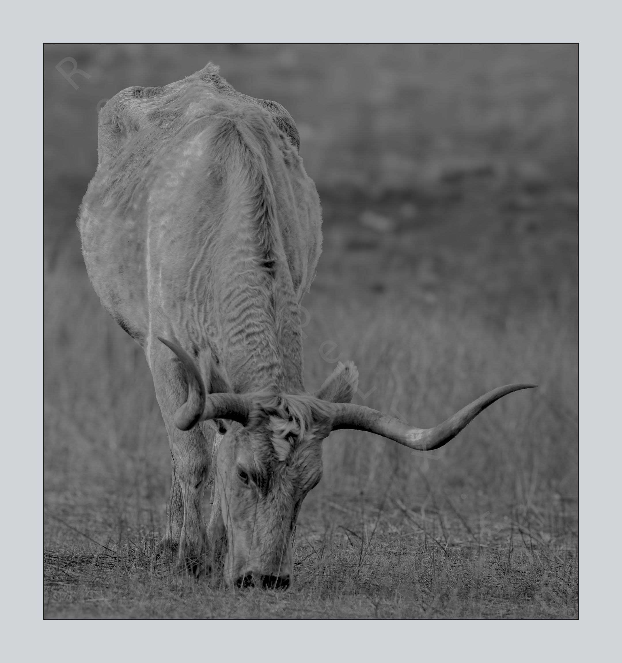 Longhorn_Yellow_Cow_WMWR25_Website-Edit.jpg