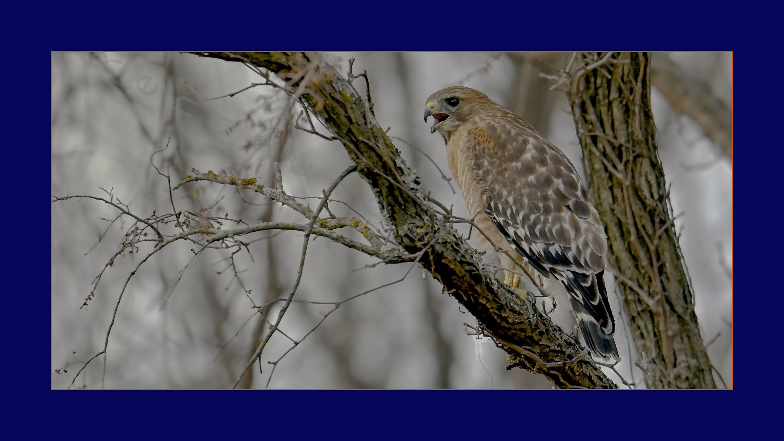 Red-Shouldered_Hawk_Call_Farm26_Website.jpg