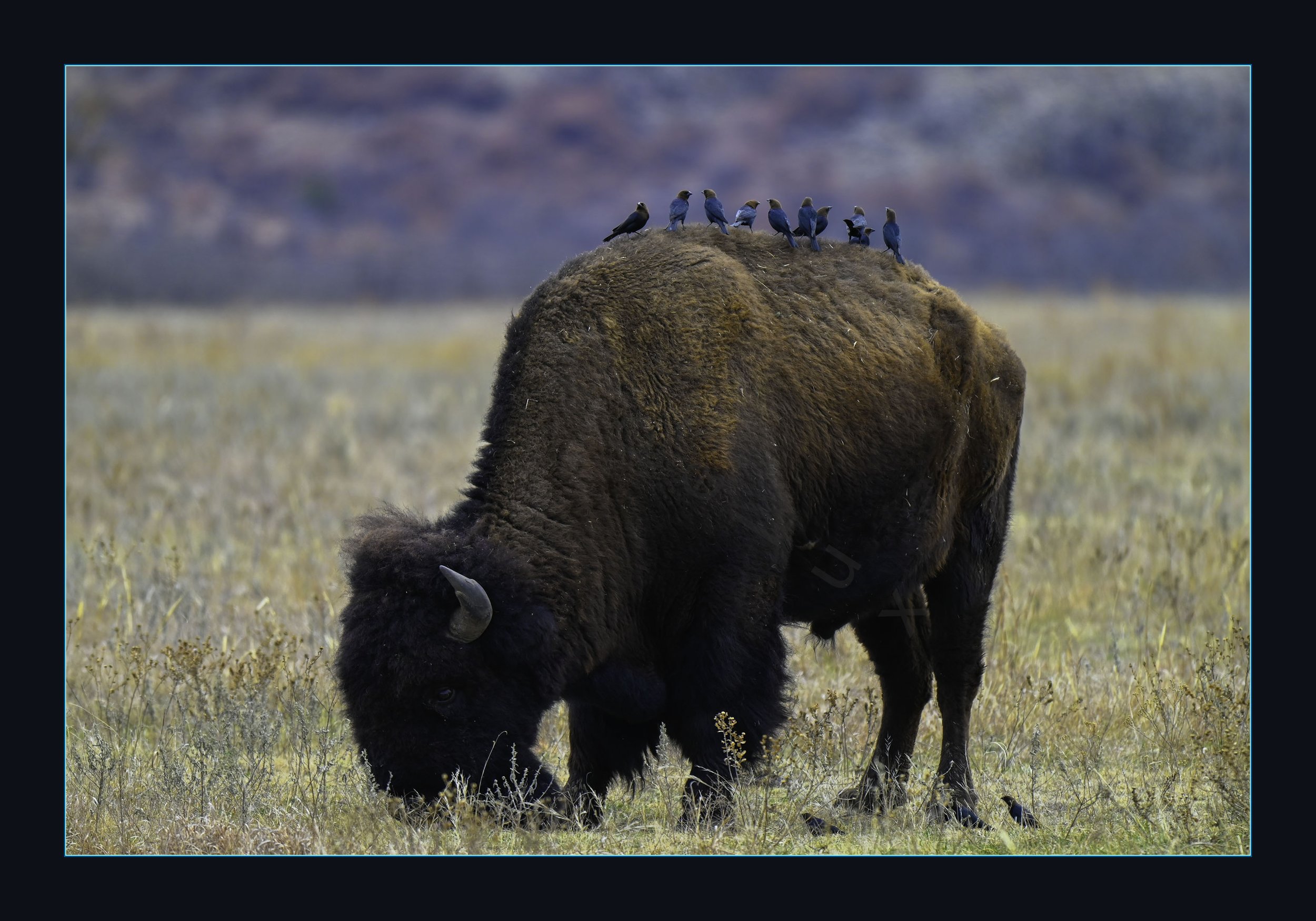Cowbird_Buffalow_WMWR_Feb26.jpg