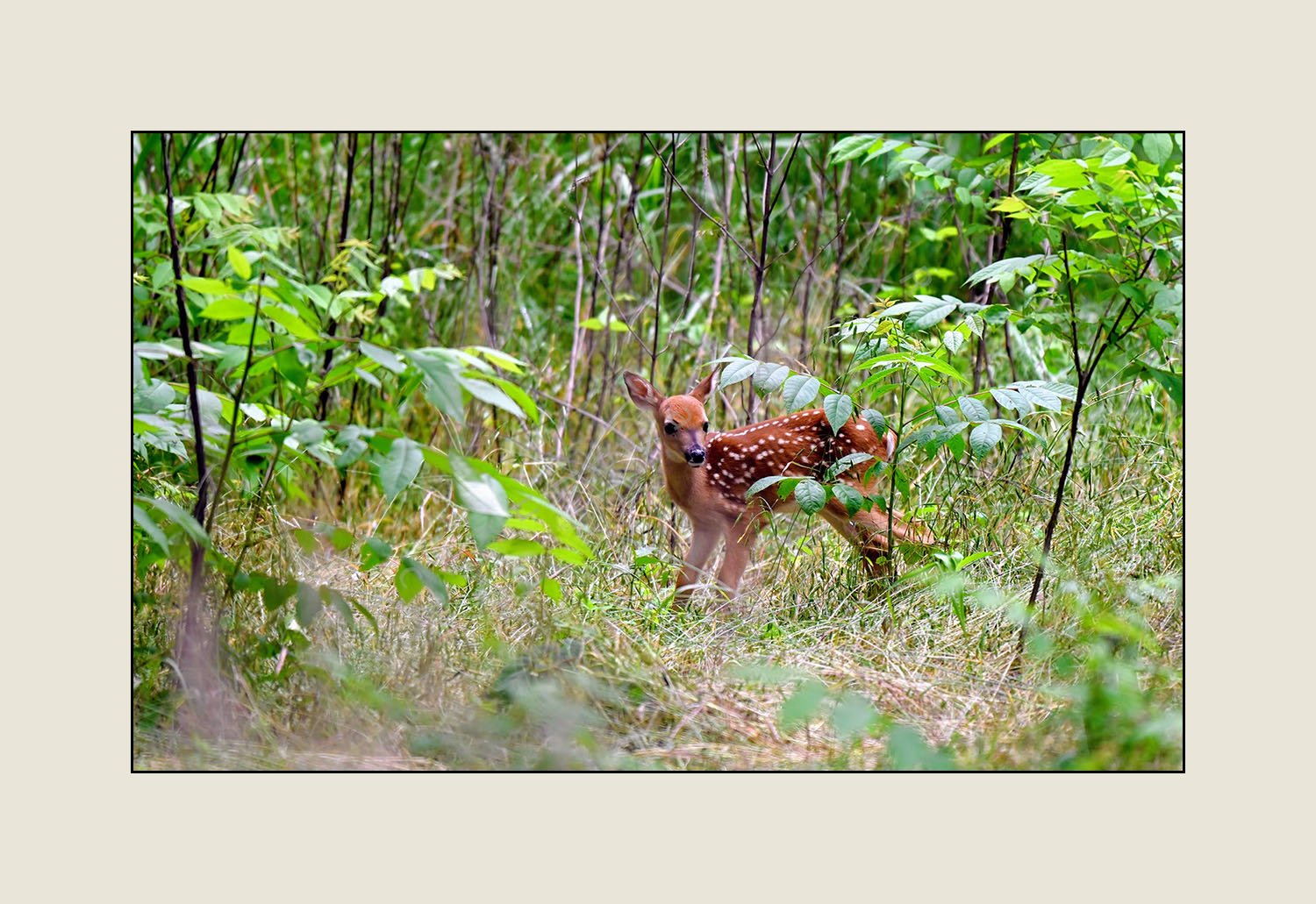 04._First_Spring_Fawn_WEBSITE.jpg