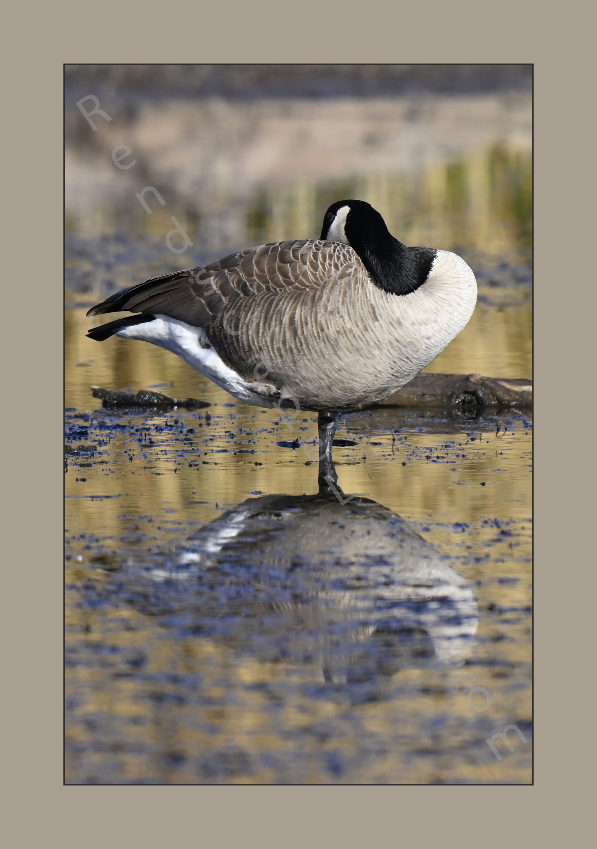 Goose_Itch_WMWR_Dec25_Website.jpg