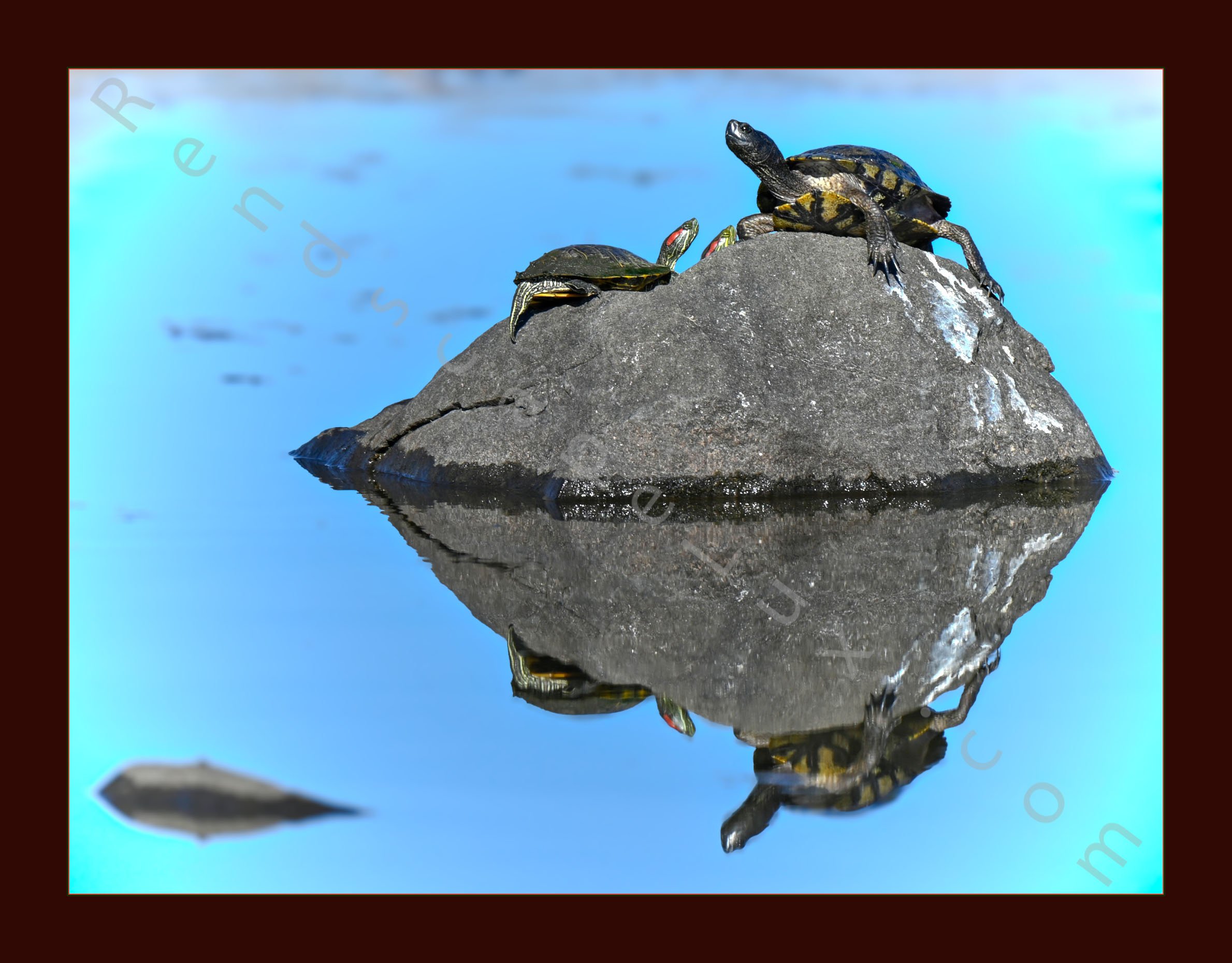 Turtles_On_Rock_Website.jpg