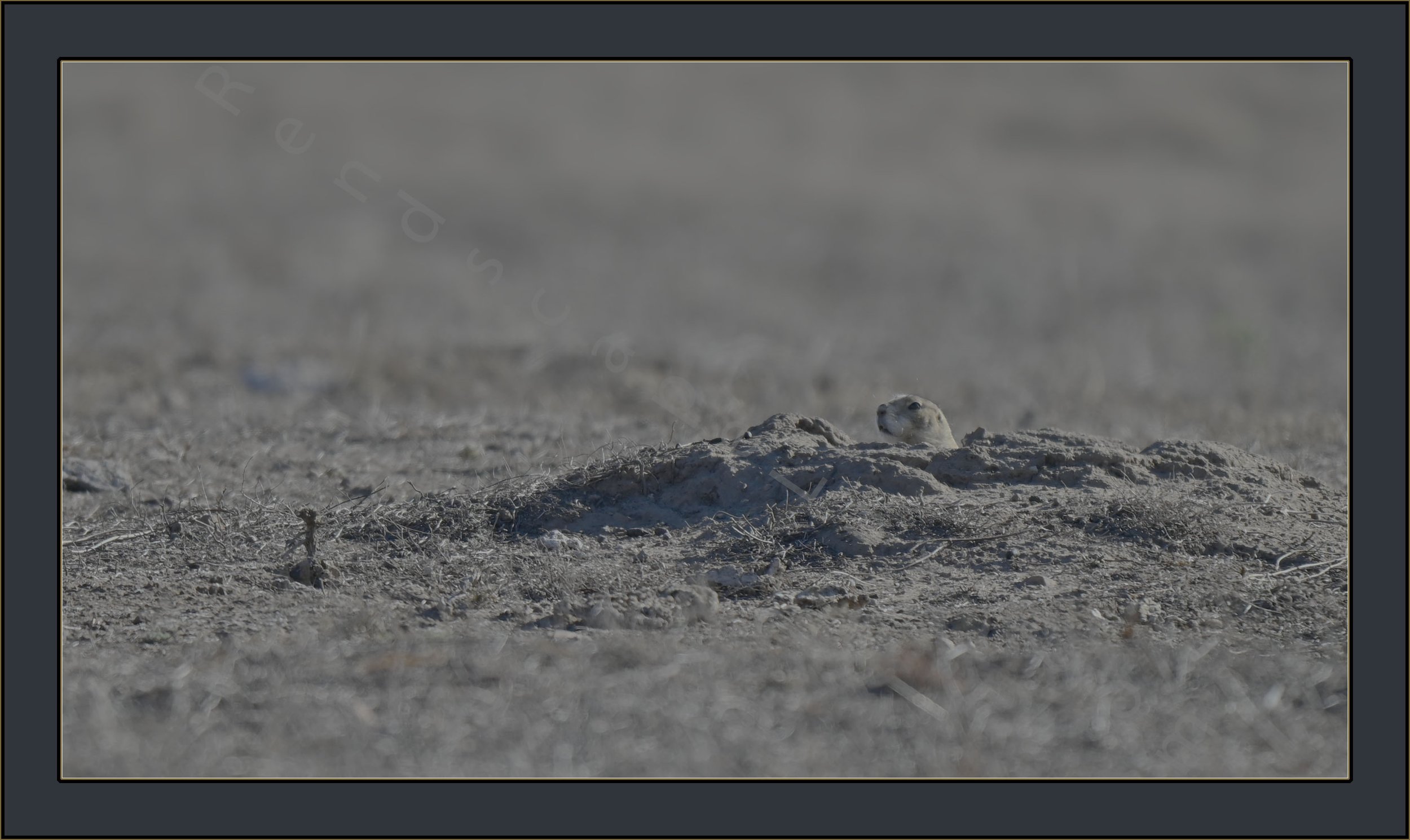 Little_Shit_Prairie_Dog_WMWR25.jpg