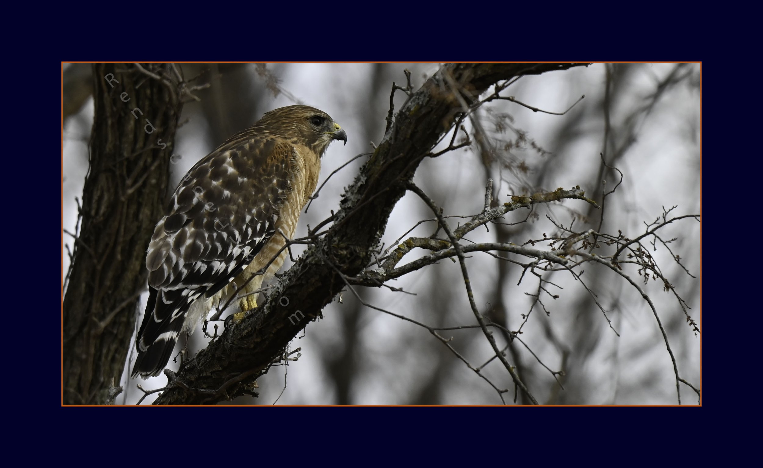 Red_Shouldered_Hawk_Farm2026_Website.jpg