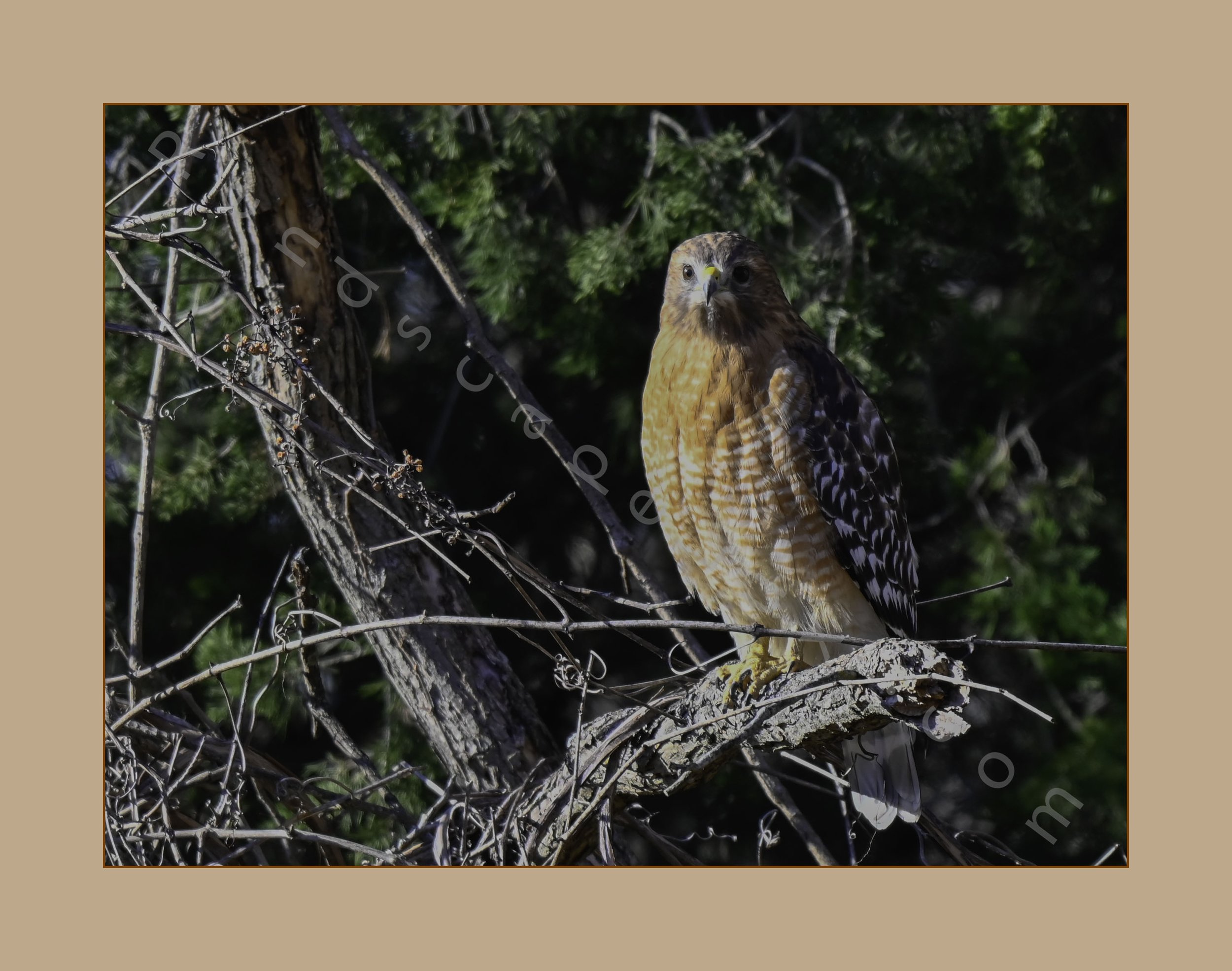 Morning_Red_Tail_(03) copy.jpg