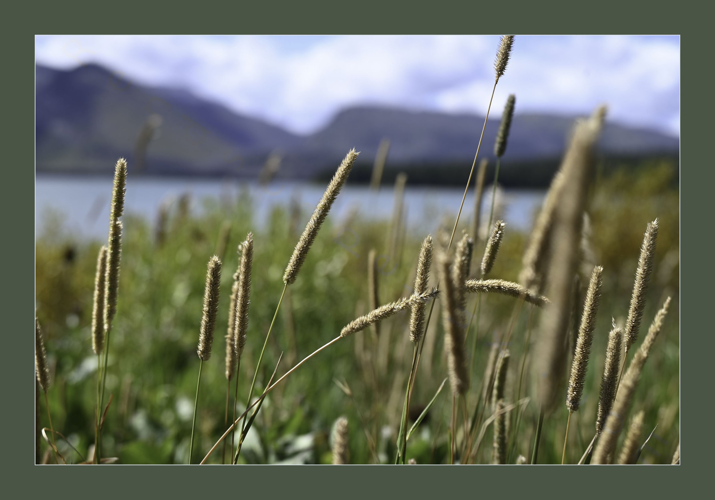 StrawGrass_Temporary_Website-Edit.jpg