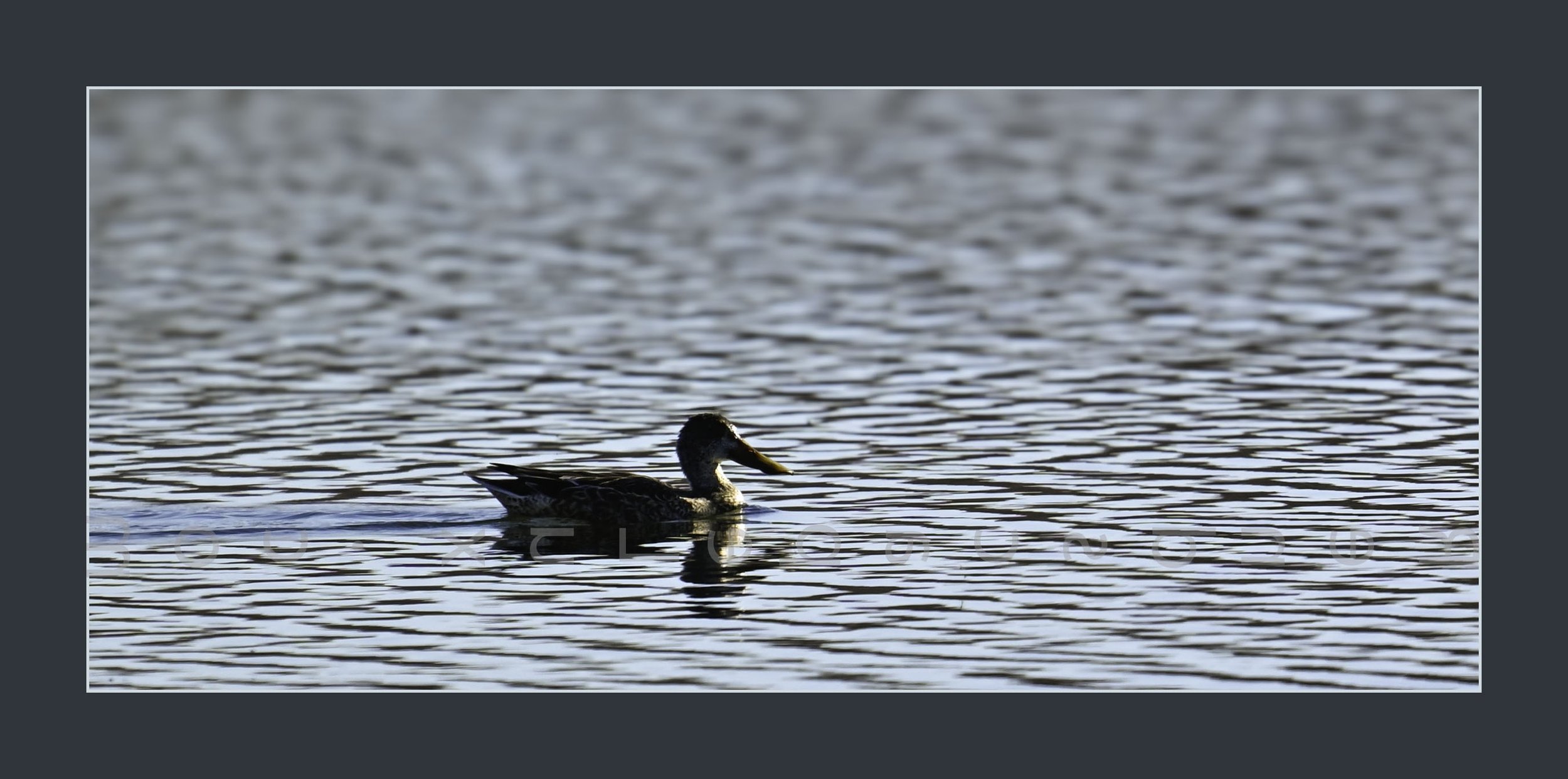 What_The_Duck_WMWR25_Website (WindowsEdit).jpg