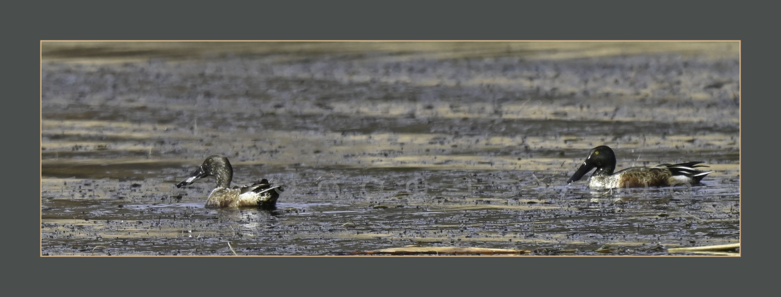 Ducks_Apart_WMWR26_Website.jpg