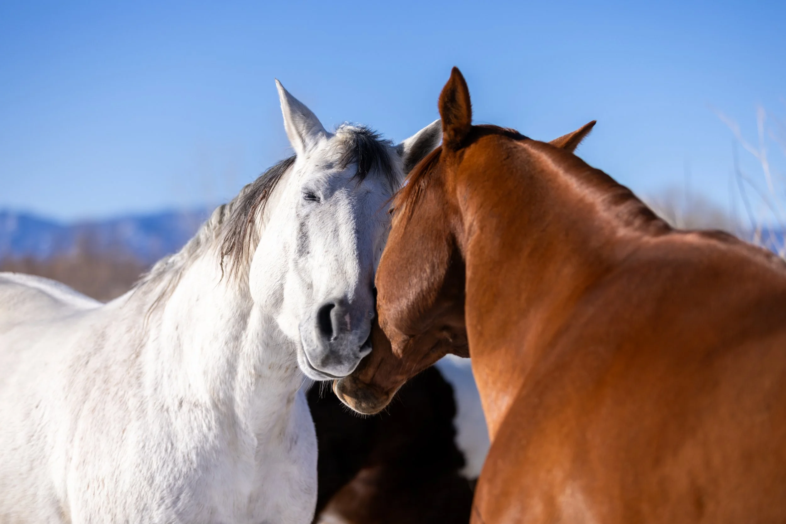 horses touching faces