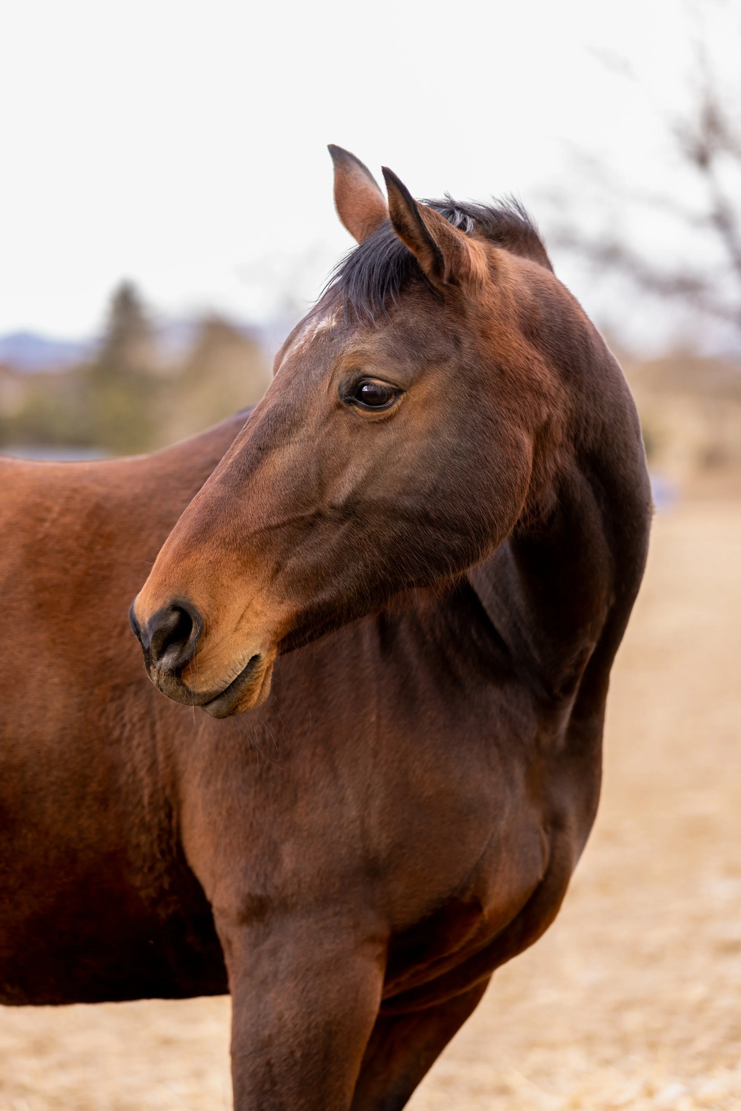 horse in field