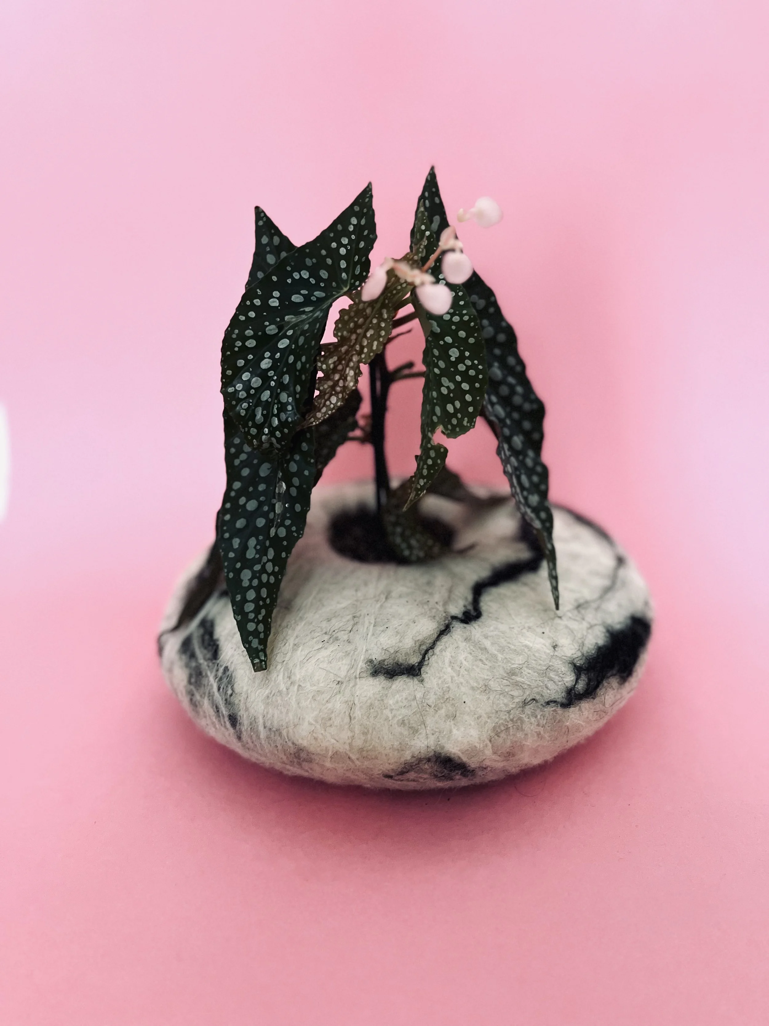 FELTED PLANT POT ,  for small plant .