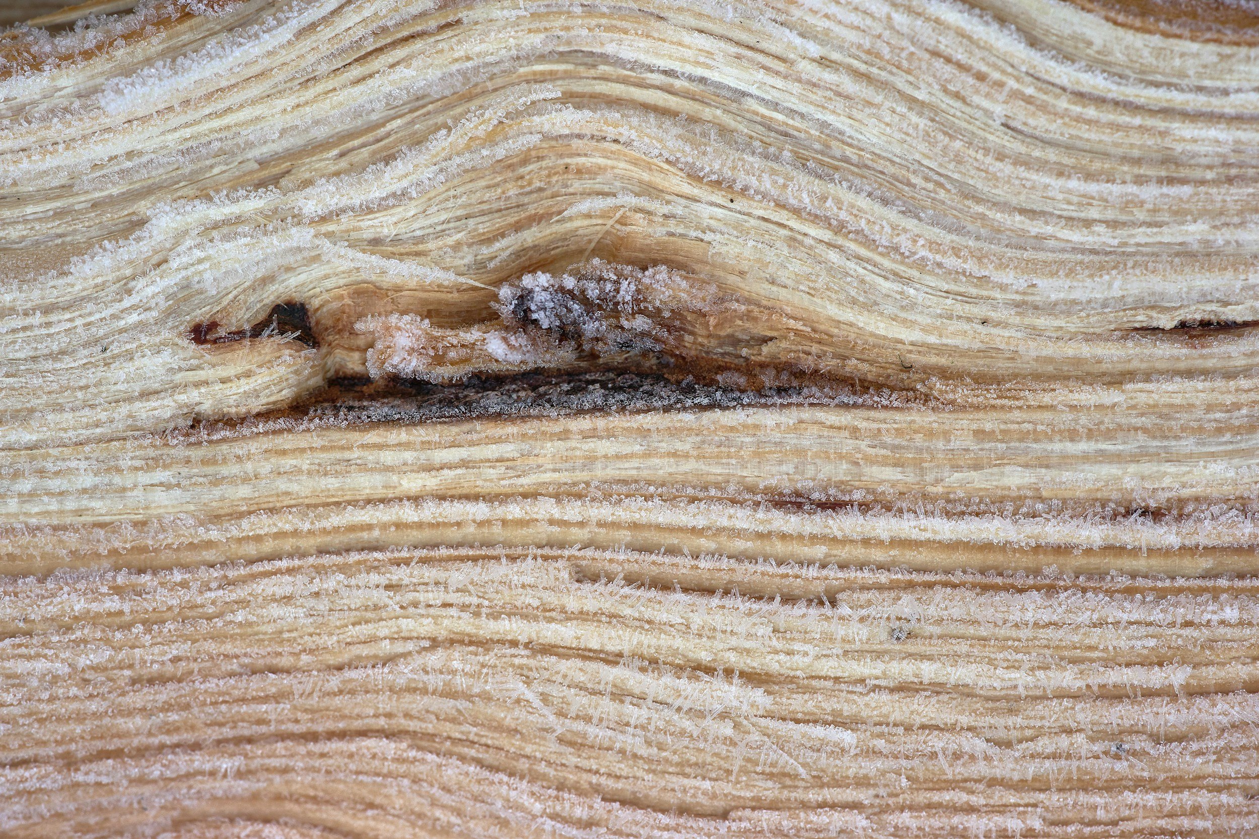 Close-up of a frozen, cracked piece of wood showing detailed texture and layers.