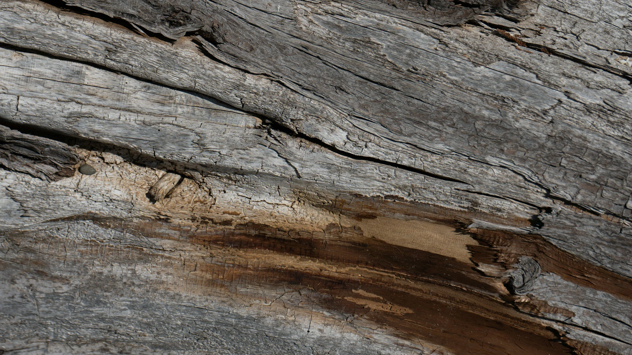 Close-up of weathered, cracked, gray and brown wooden tree bark with some peeling and textured surface.