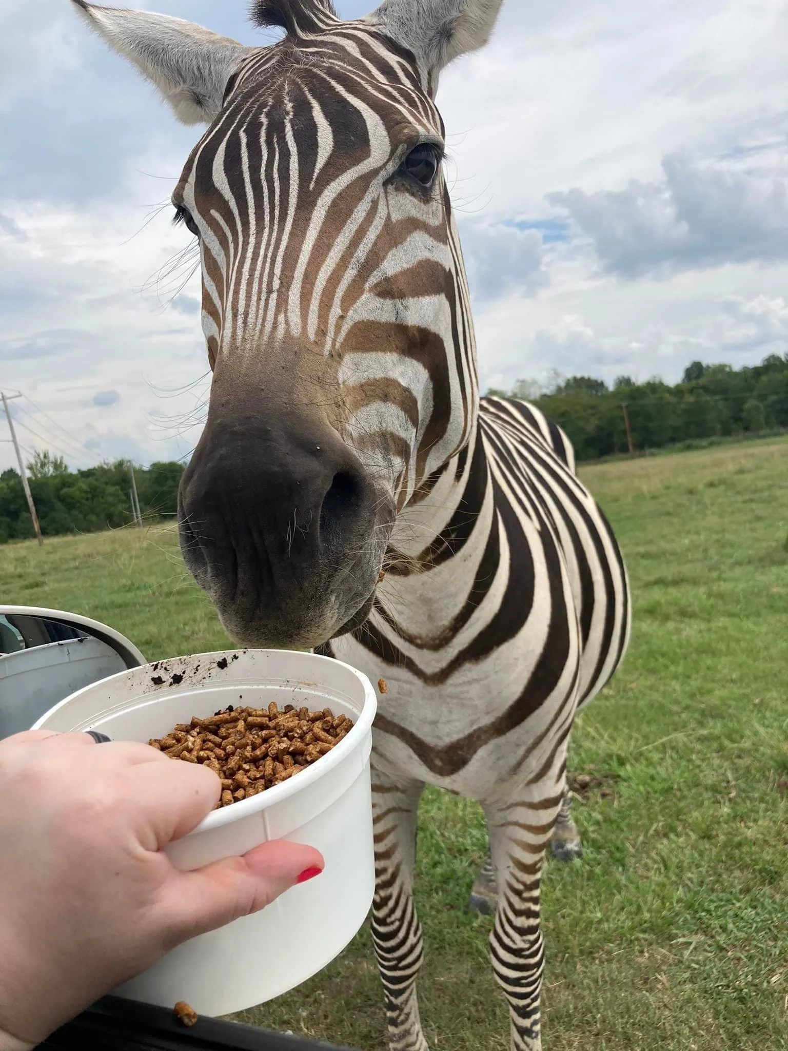 A zebra is approaching a person's hand holding a white bowl of animal pellets. The zebra's nose is close to the bowl, and it is in a grassy field with a partly cloudy sky in the background.