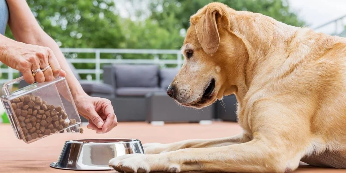A person feeding a dog with dry dog food into a metal bowl on a wooden table outdoors, with a gray outdoor sofa and green trees in the background.