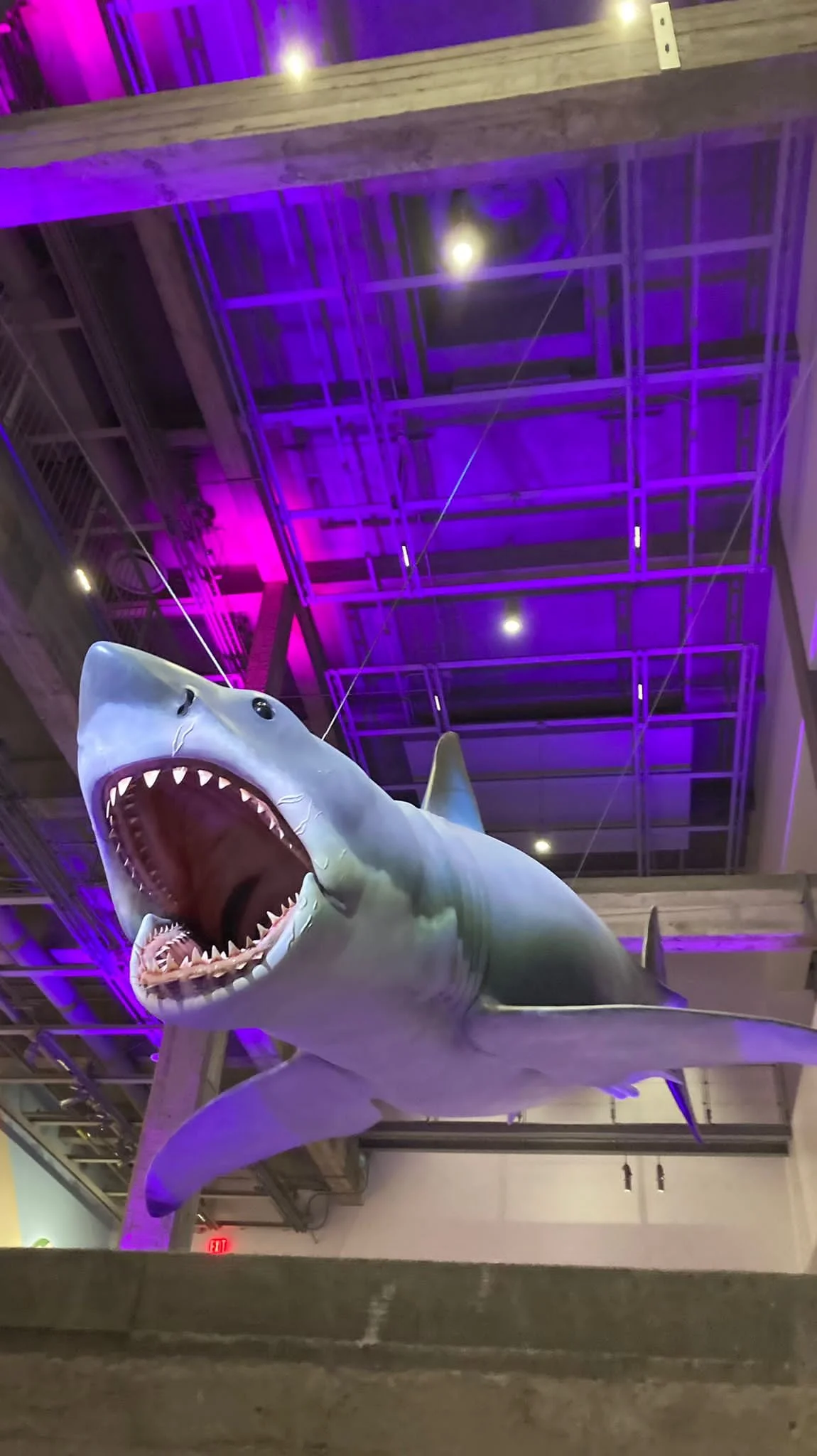 JAWS, only surviving shark model from original mould