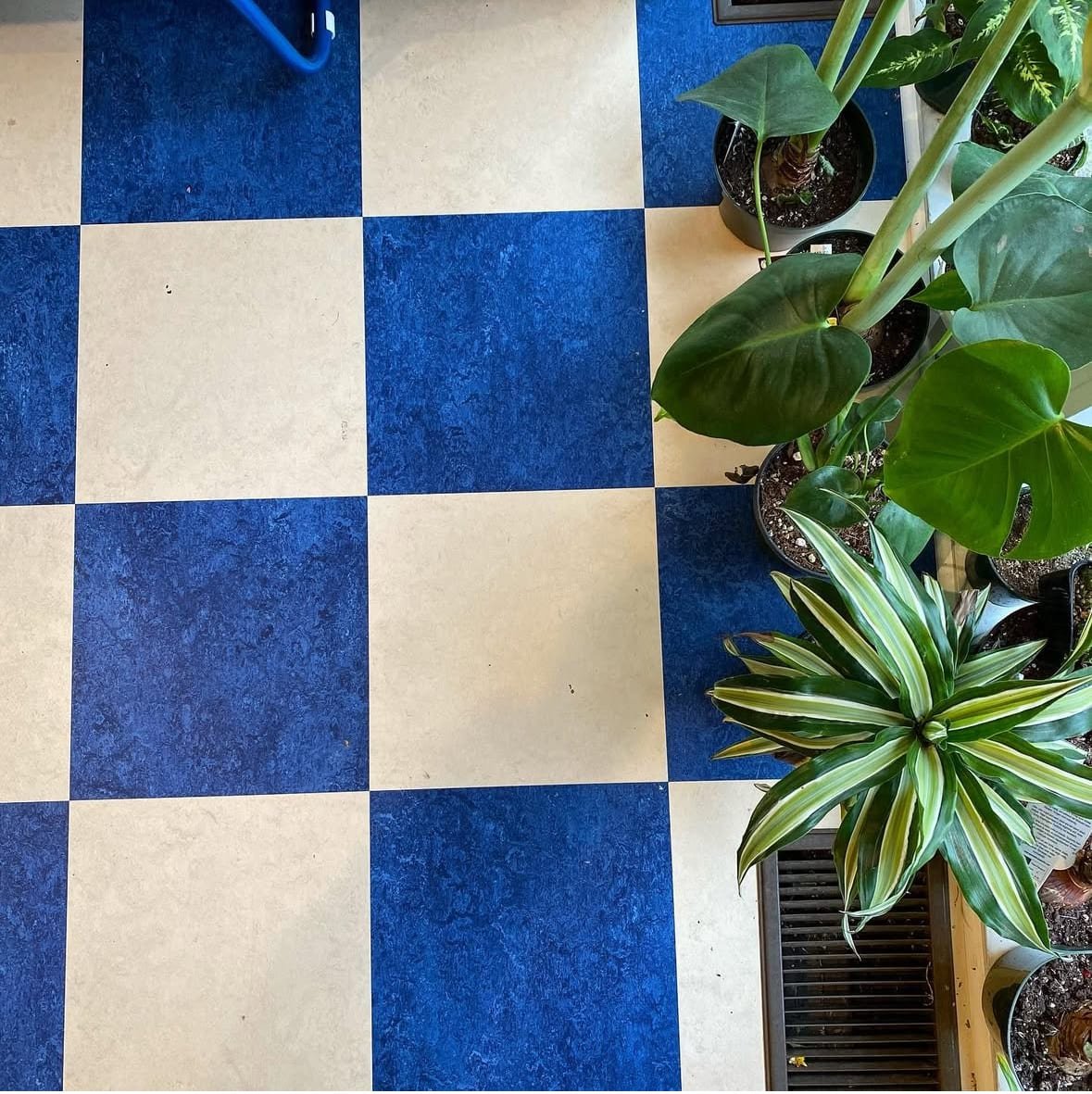 Indoor blue and beige checkered tile floor with potted green plants near a wooden planter box.