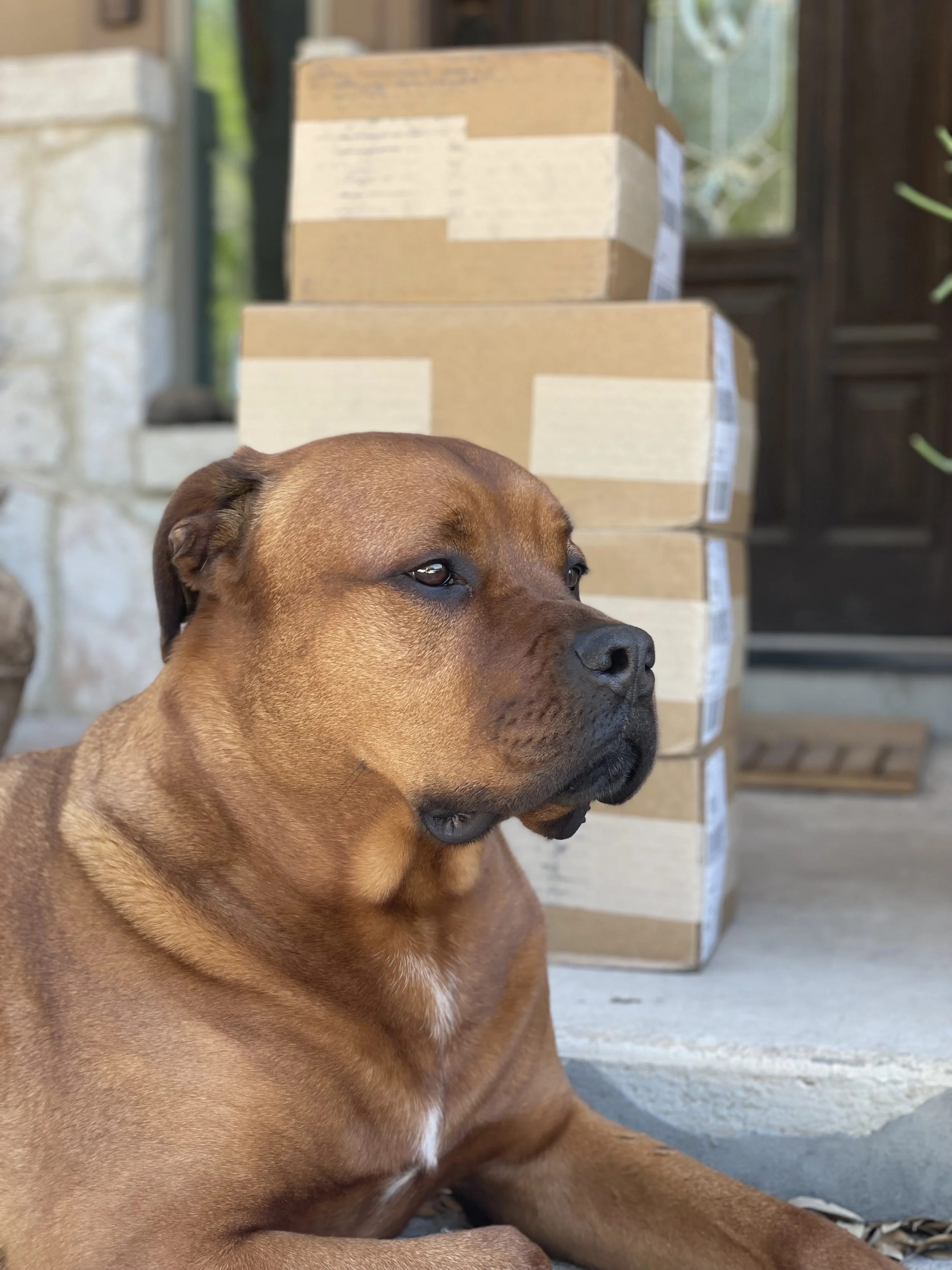 A brown dog resting on the porch 