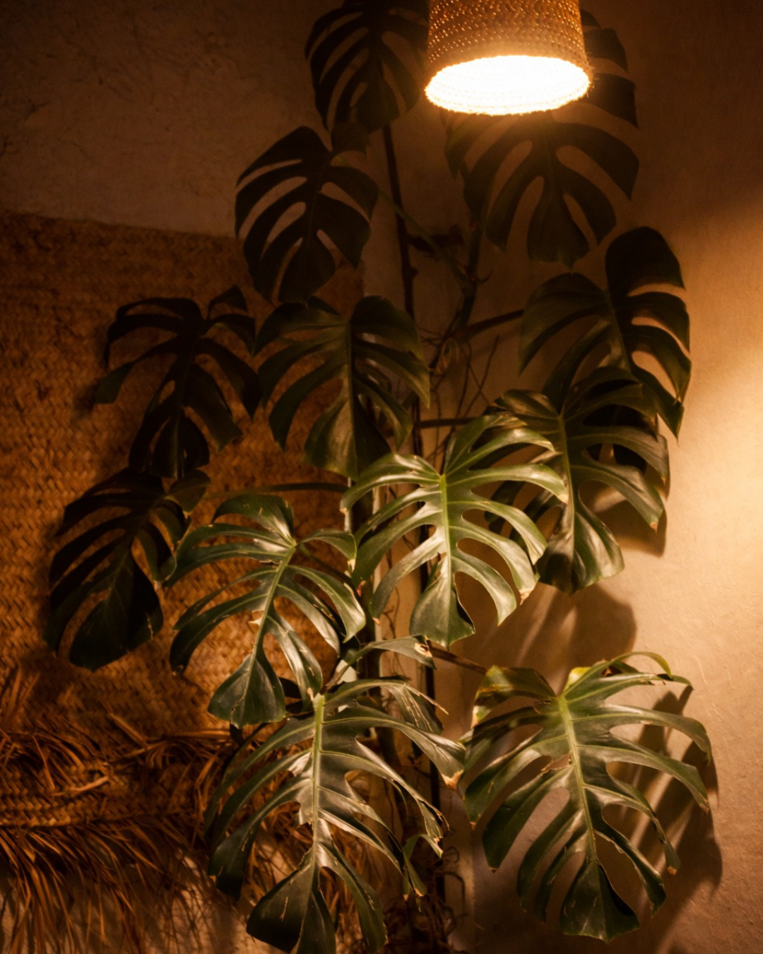 Planta de monstera en interiores con luz cálida