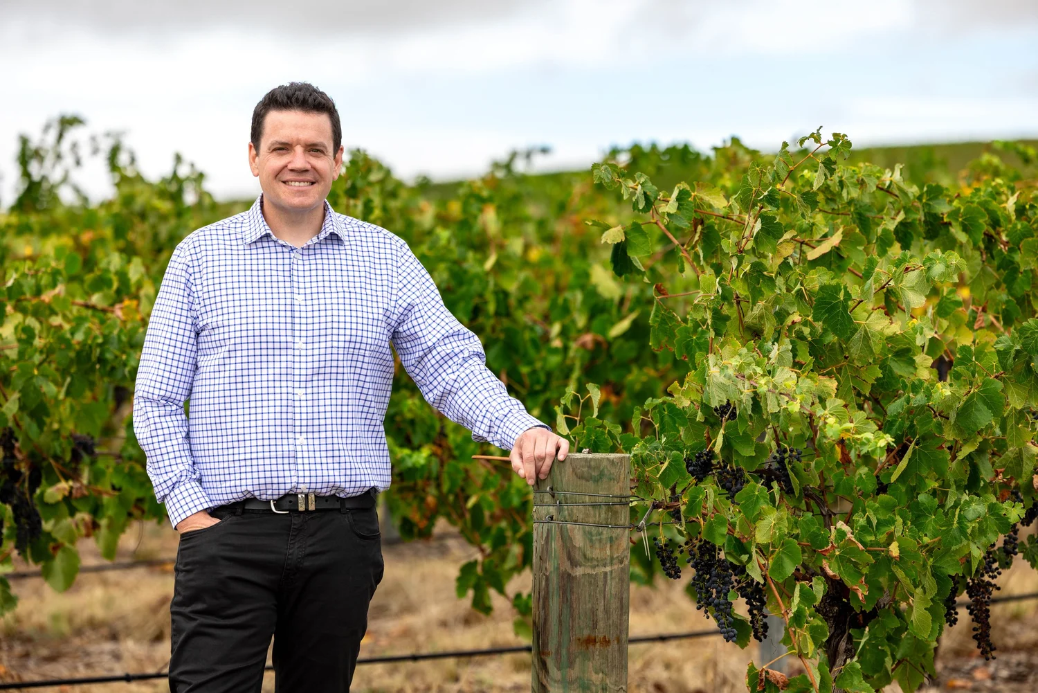 Environmental portrait in a vineyard with grapes on the vine