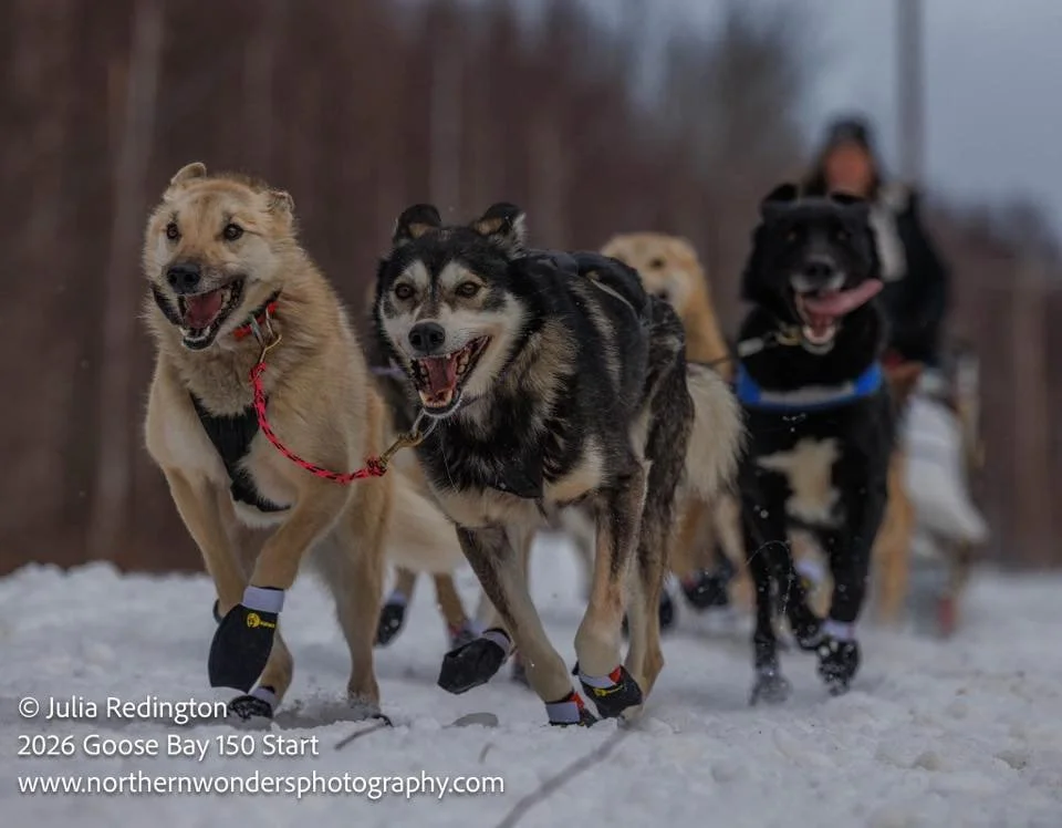 Ember & Mukluk in lead; Willis in point. 