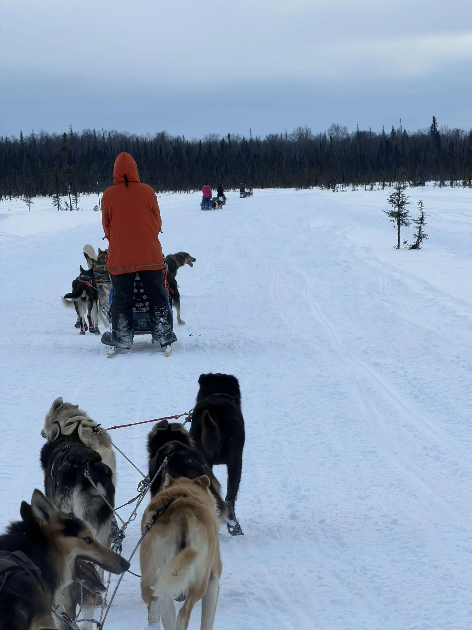 About 40 miles in; lots of dog teams on the trail!