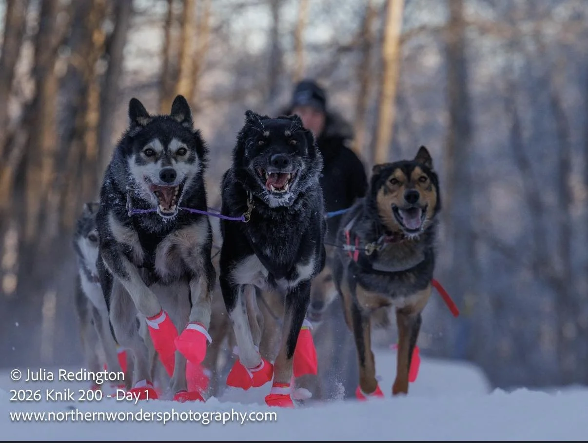 The start of the Knik 200, Mukluk and Ripple in lead. Ready peaking out in point. 