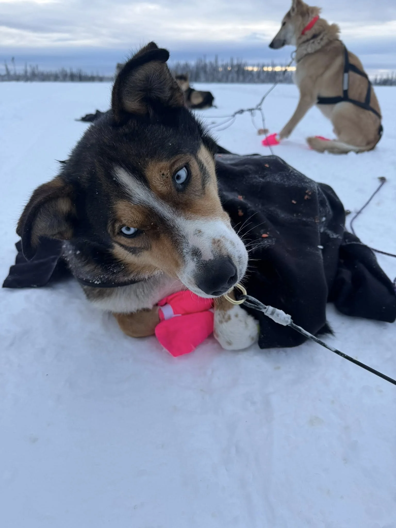 Richie camping on day 2. 