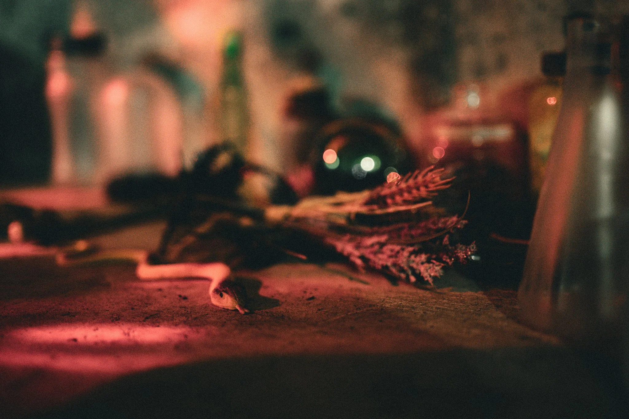 The Emberforge Forgery- March 26