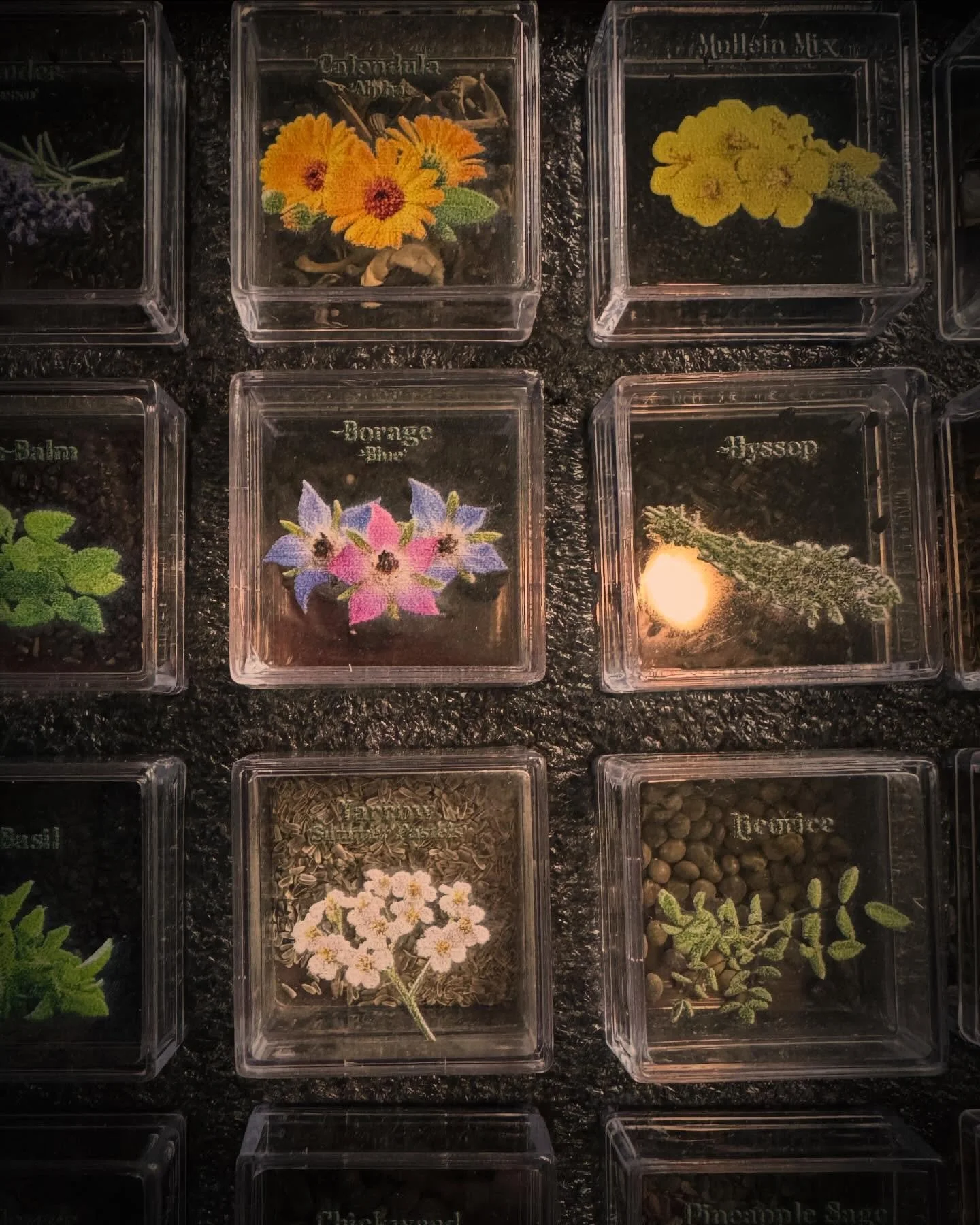 Looking forward to establishing an herbarium for Hearthwitchery this season. The greenhouse has been lonely over the winter!