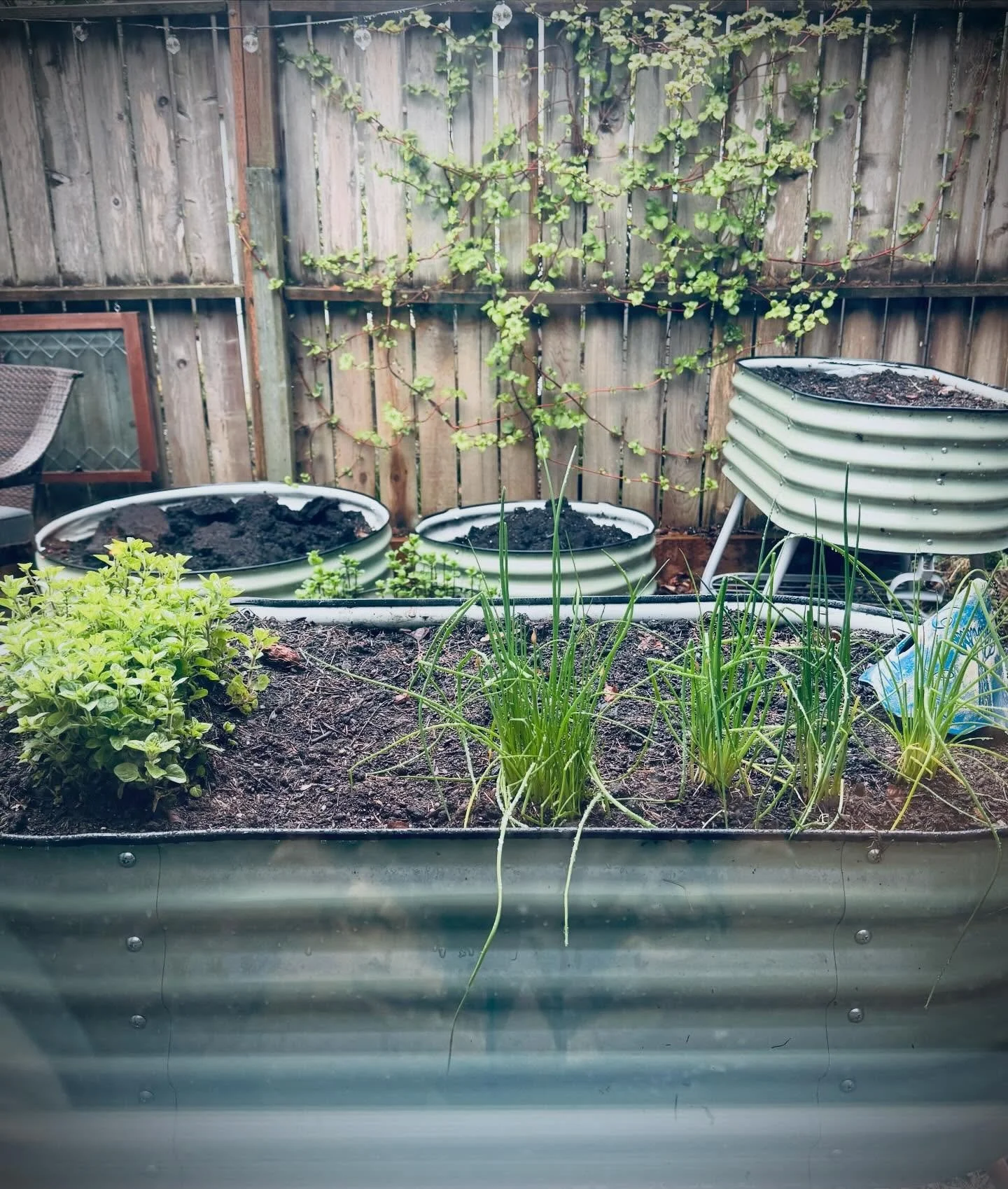 The kitchen garden is waking up. 
#greenwitch #kitchengarden