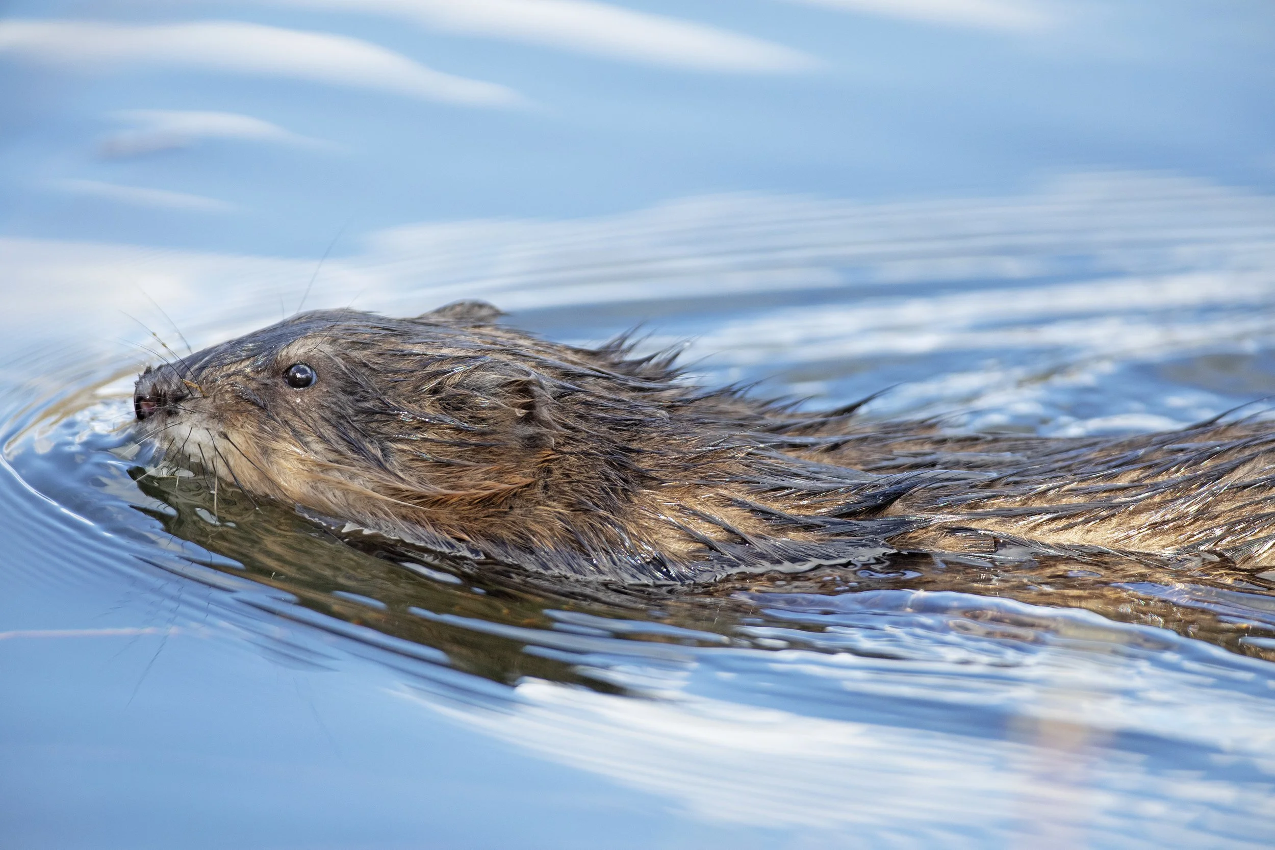 A beaver swimming in a body of water during daytime
