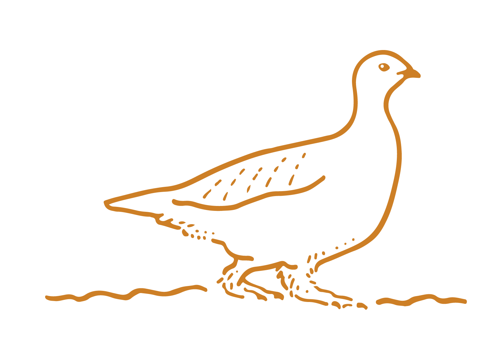 Outline drawing of a bird, likely a duck, standing on water with a simple line representing the surface.