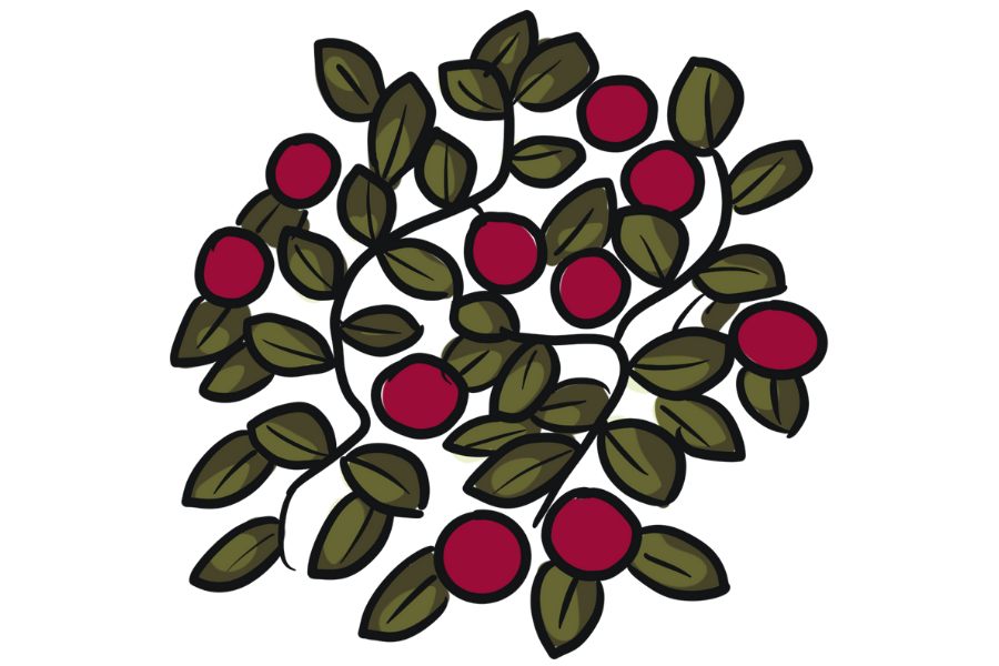 Illustration of a plant with dark green leaves and red berries.