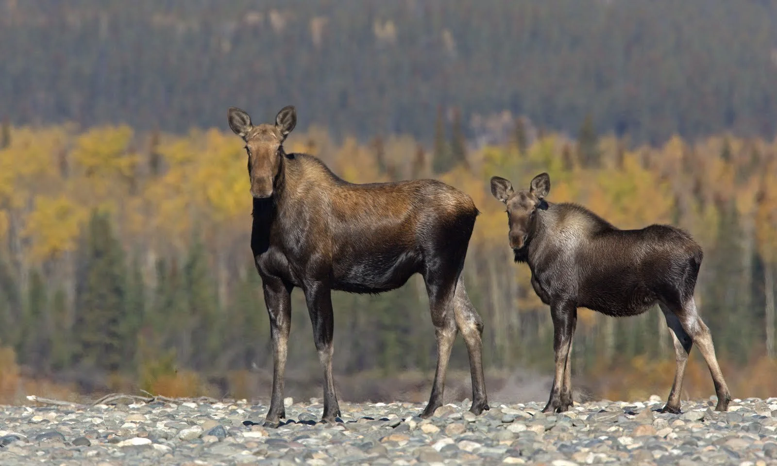 Two moose calves standing on rocky ground with a forest in the background.