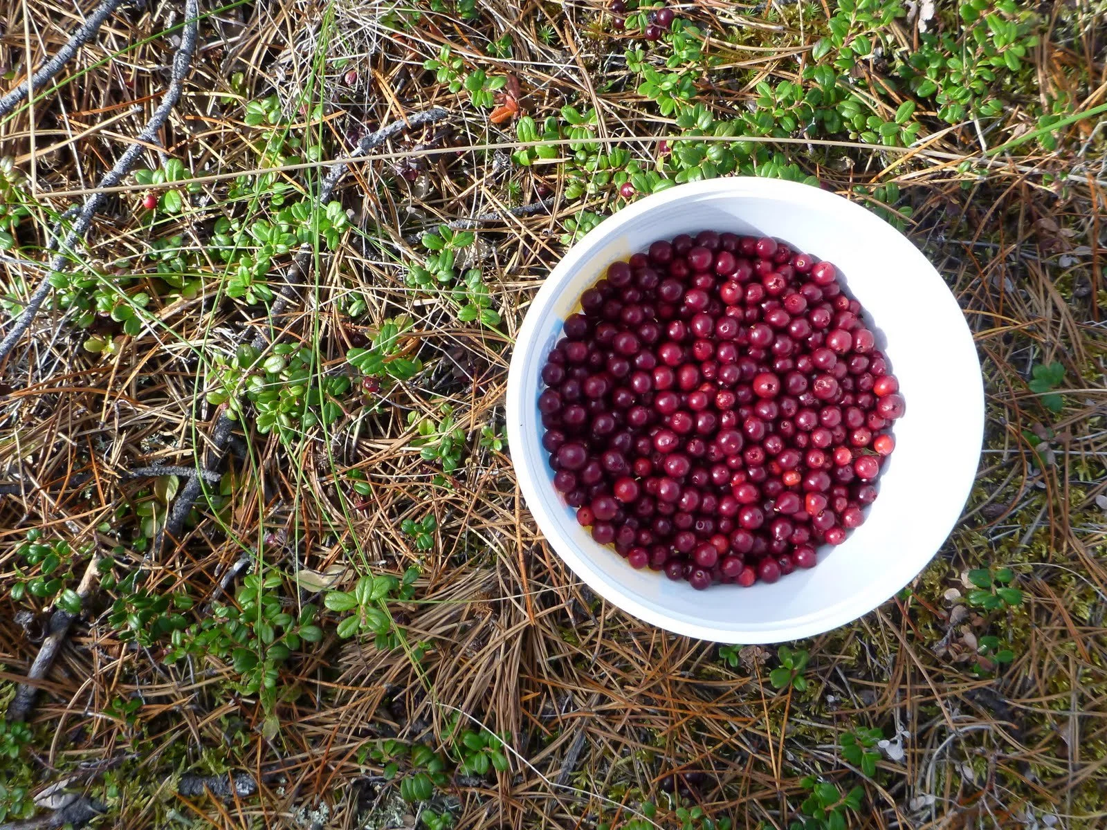A white bowl filled with small, red berries placed on ground covered with dried pine needles, green moss, and small green plants.