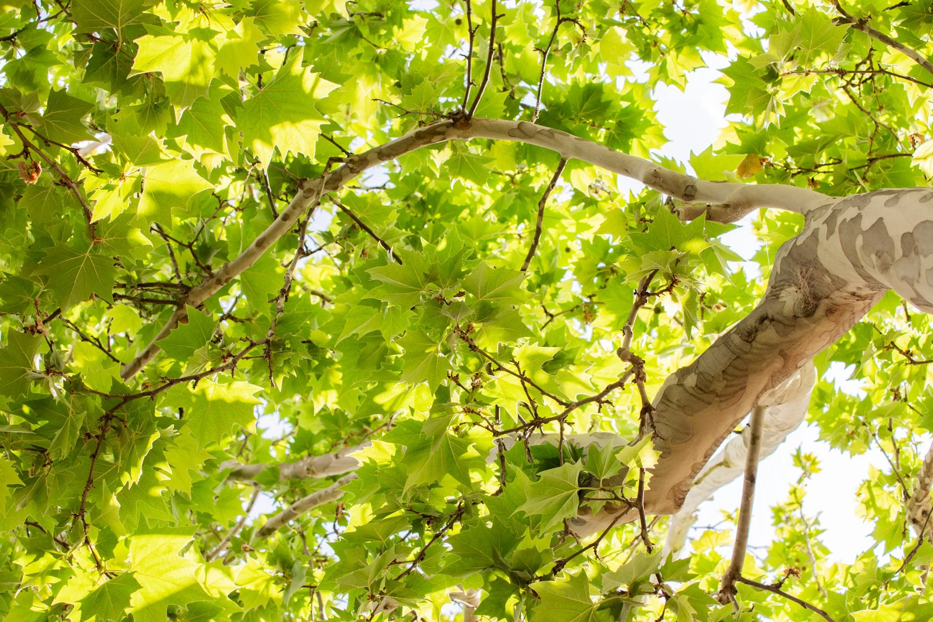 Looking up at a tree with green leaves and a light-colored trunk, sunlight filtering through the foliage.