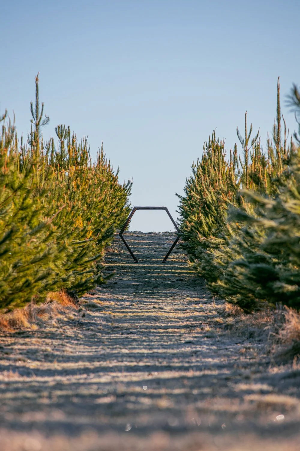 A pathway through rows of evergreen trees on either side and a hexagonal metal frame sculpture in the distance under a clear blue sky.