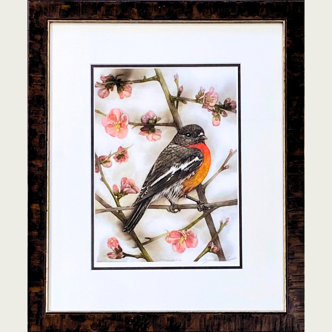 'Flame Robin' by Maegan Oberhardt