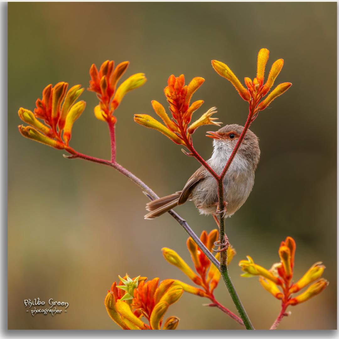 'Lookout' Female Superb Fairy Wren by Philbo Green
